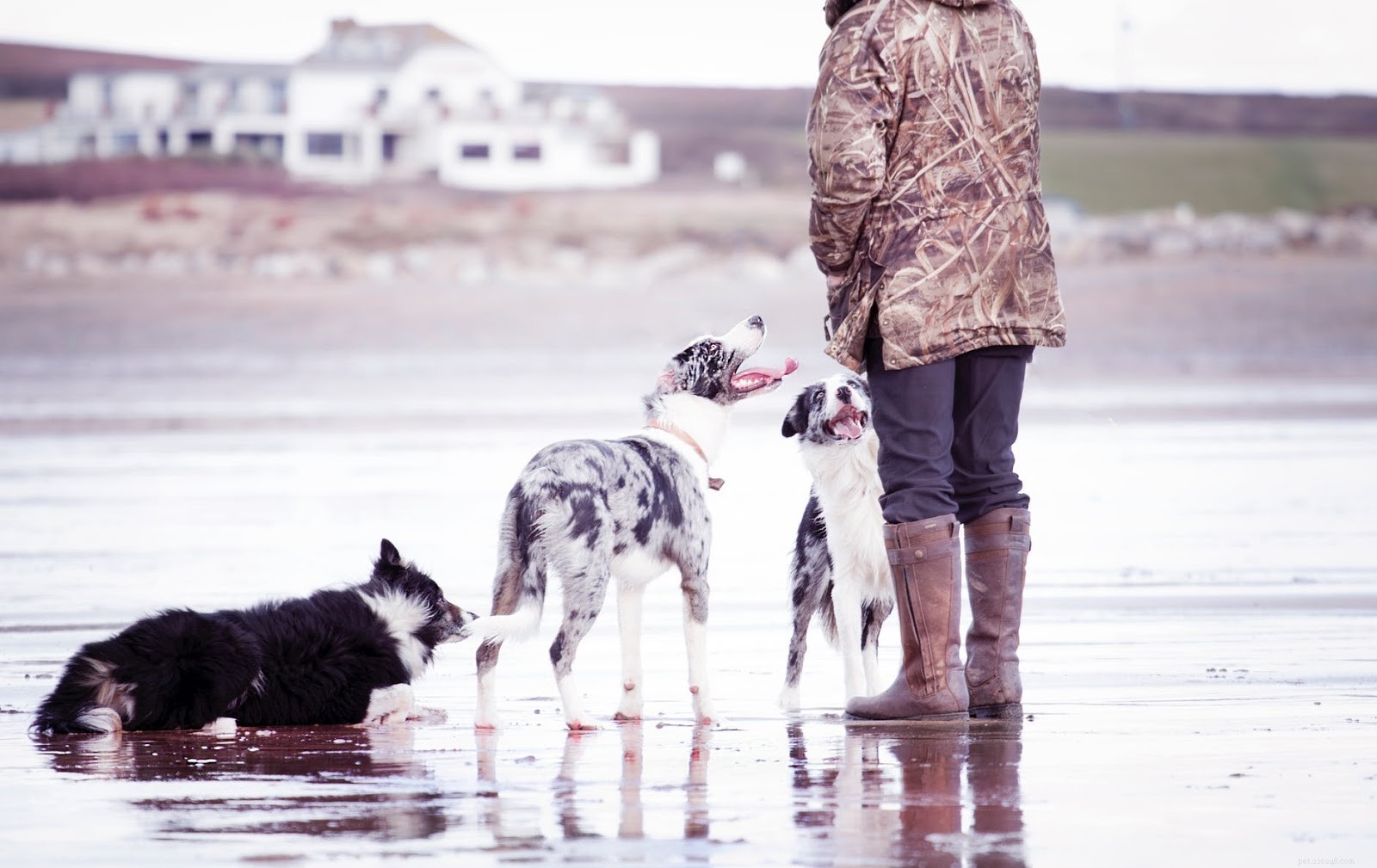 5 Essential Wound Sprays for Rapid Healing of Your Pet
