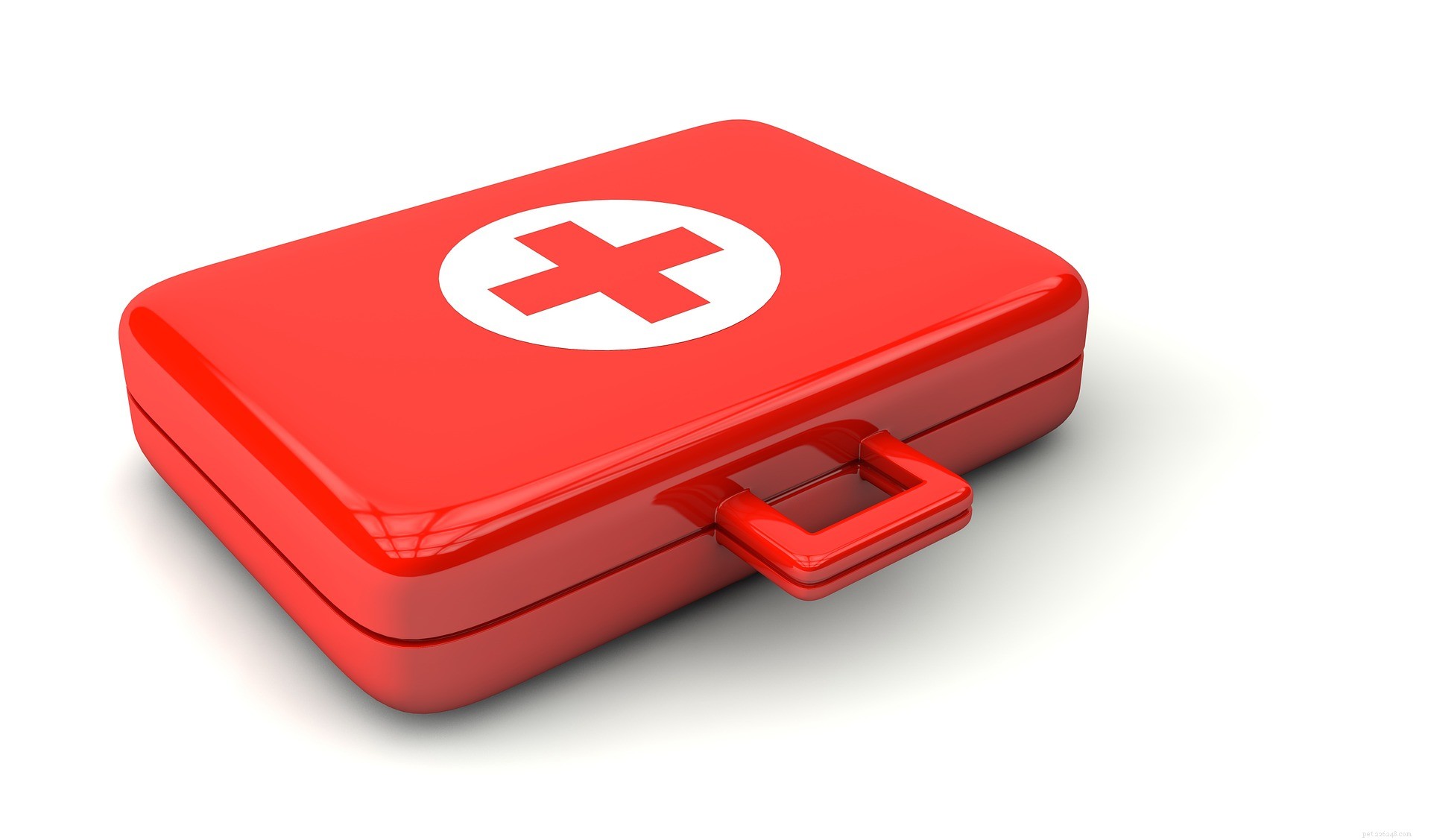 Essential First Aid: Treat Minor Wounds in Five Common Household Pets