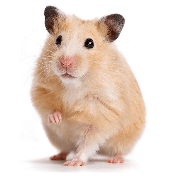 Essential First Aid: Treat Minor Wounds in Five Common Household Pets