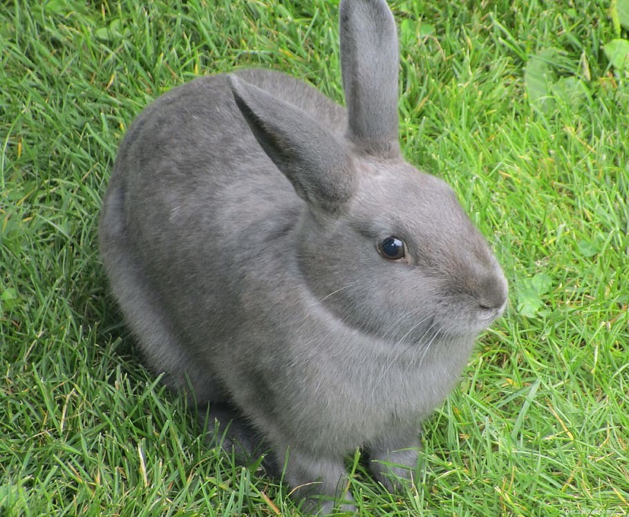 Essential First Aid: Treat Minor Wounds in Five Common Household Pets