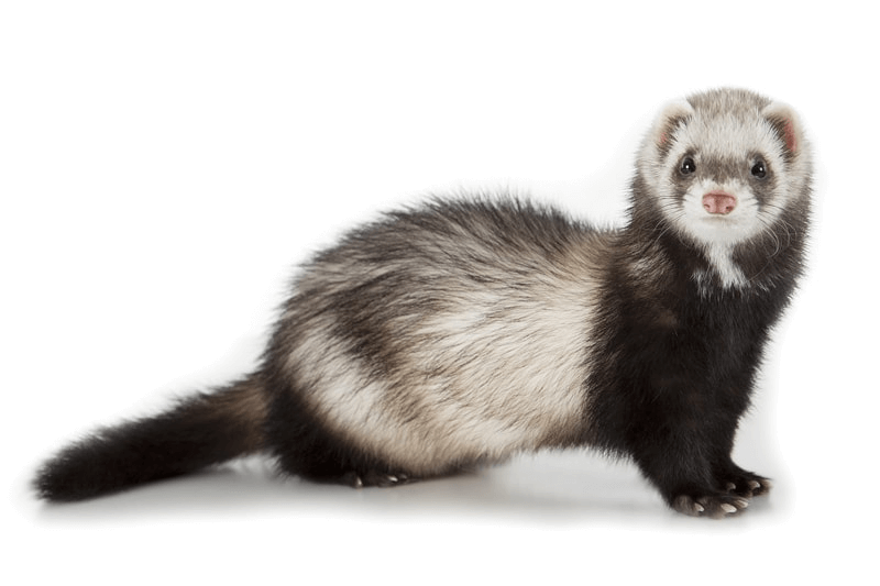 Essential First Aid: Treat Minor Wounds in Five Common Household Pets