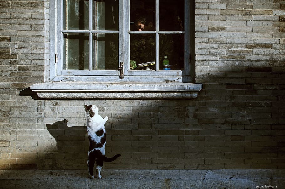 Five Extraordinary Pets Who Saved Their Owners  Lives
