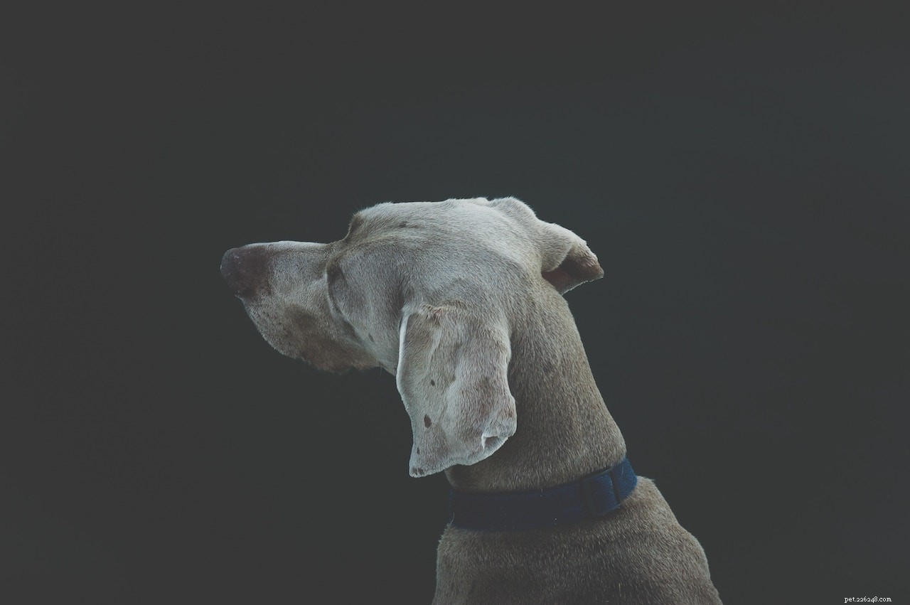 Five Extraordinary Pets Who Saved Their Owners  Lives