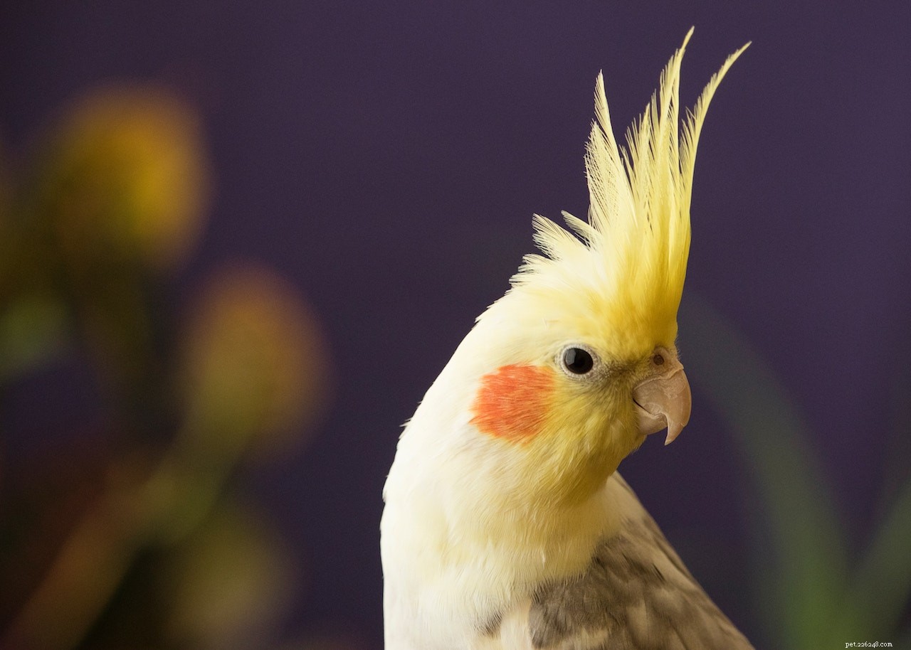 Five Extraordinary Pets Who Saved Their Owners  Lives