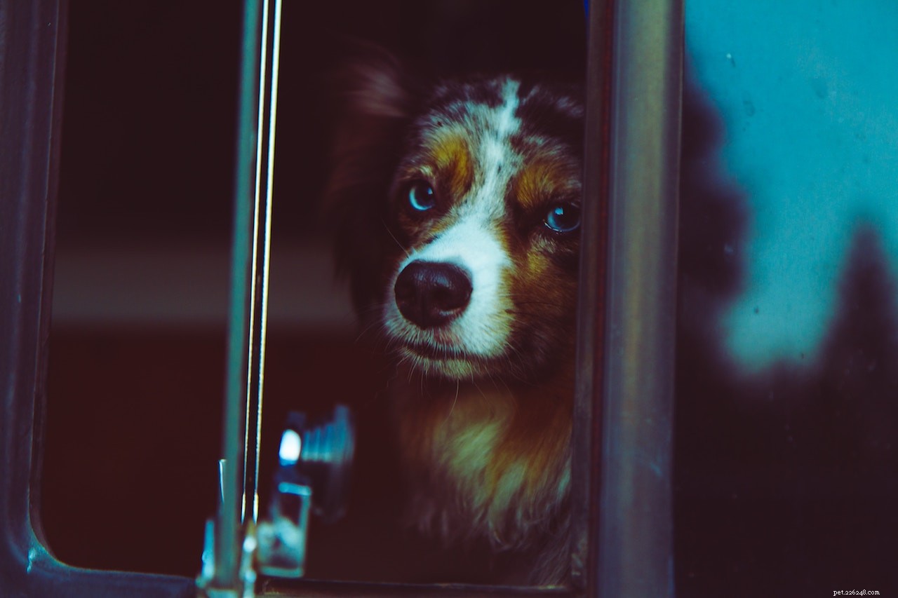 Five Extraordinary Pets Who Saved Their Owners  Lives