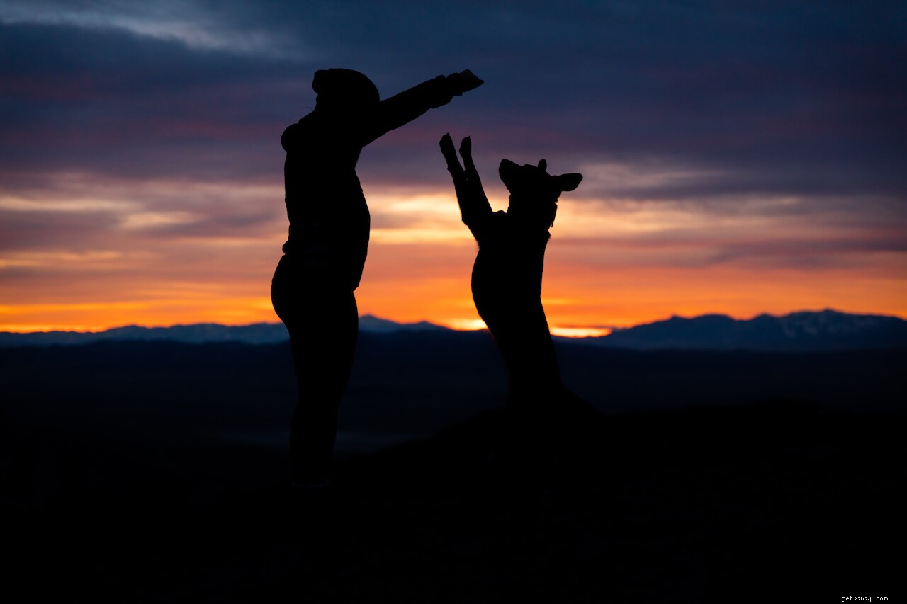 Five Extraordinary Pets Who Saved Their Owners  Lives