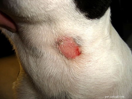 Fauna Care: Professional Treatments for Common Pet Ailments