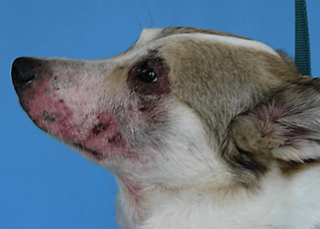 Fauna Care: Professional Treatments for Common Pet Ailments