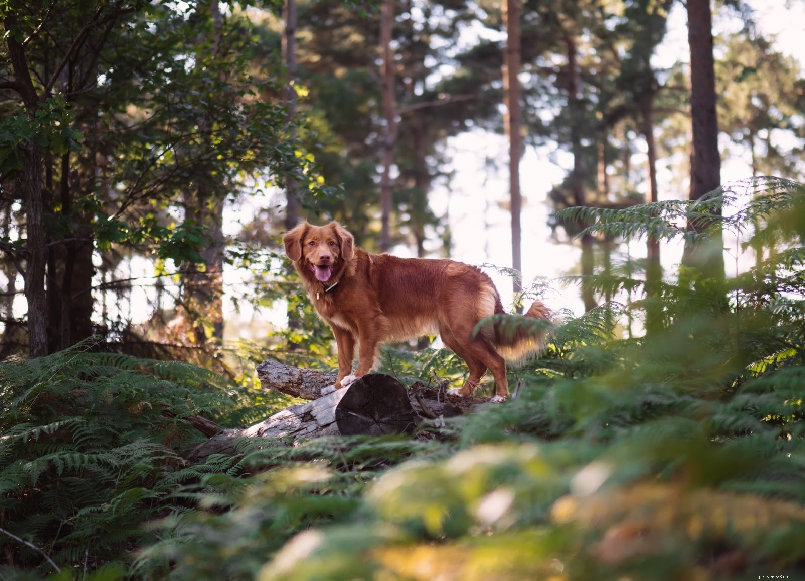 Understanding Hair Loss in Senior Dogs: Causes and Solutions