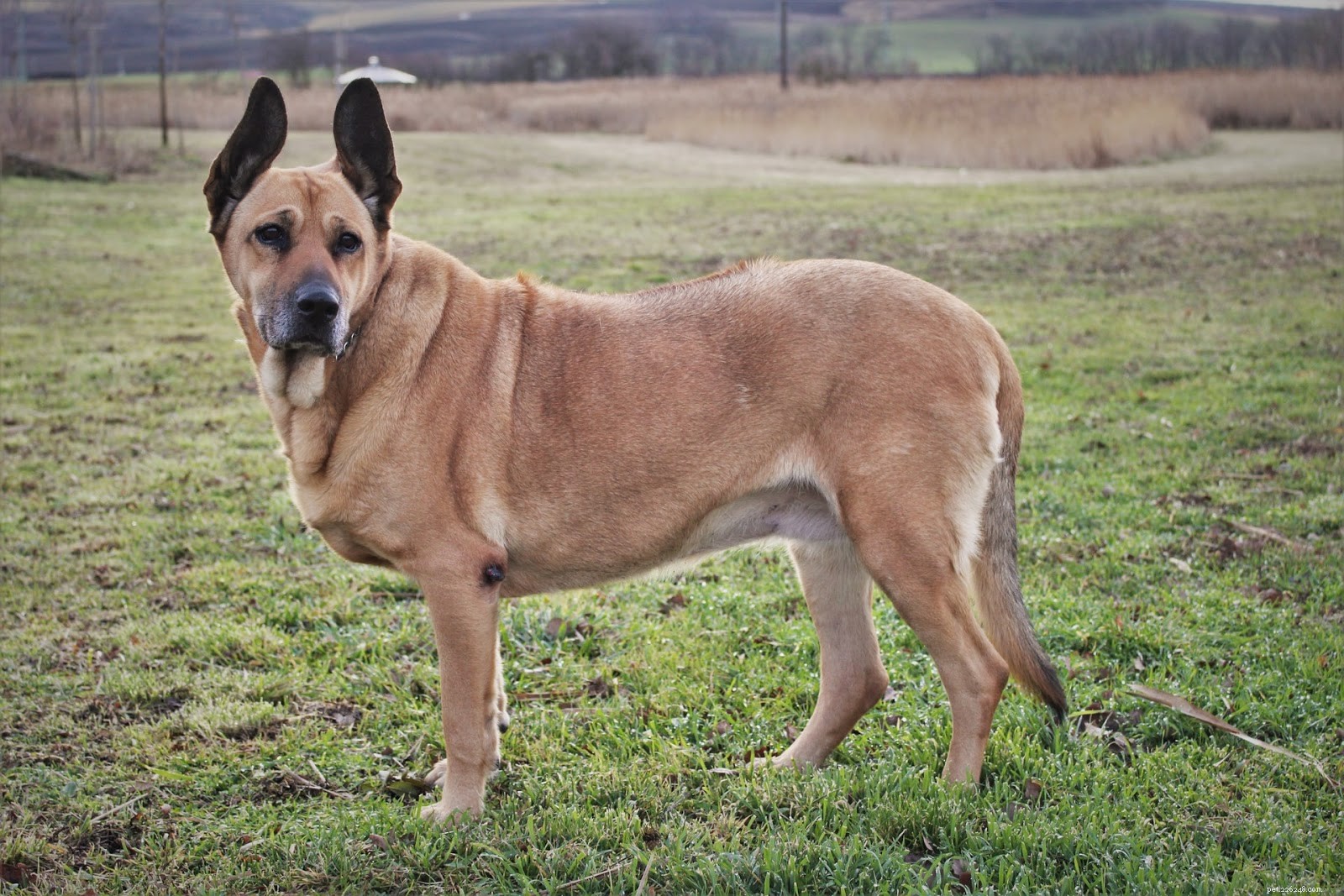 Understanding Hair Loss in Senior Dogs: Causes and Solutions