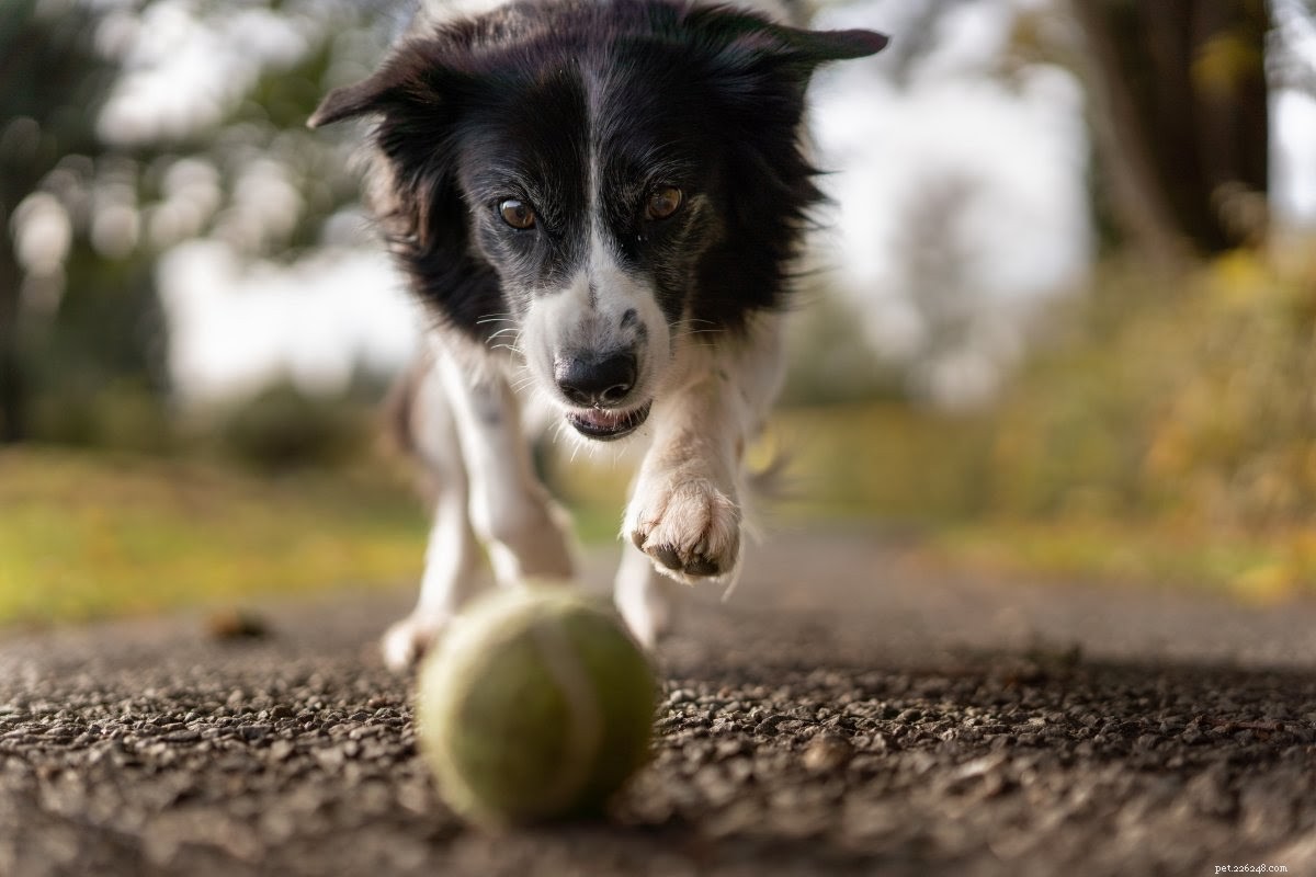 Ultimate Guide to Safe Hiking with Your Dog