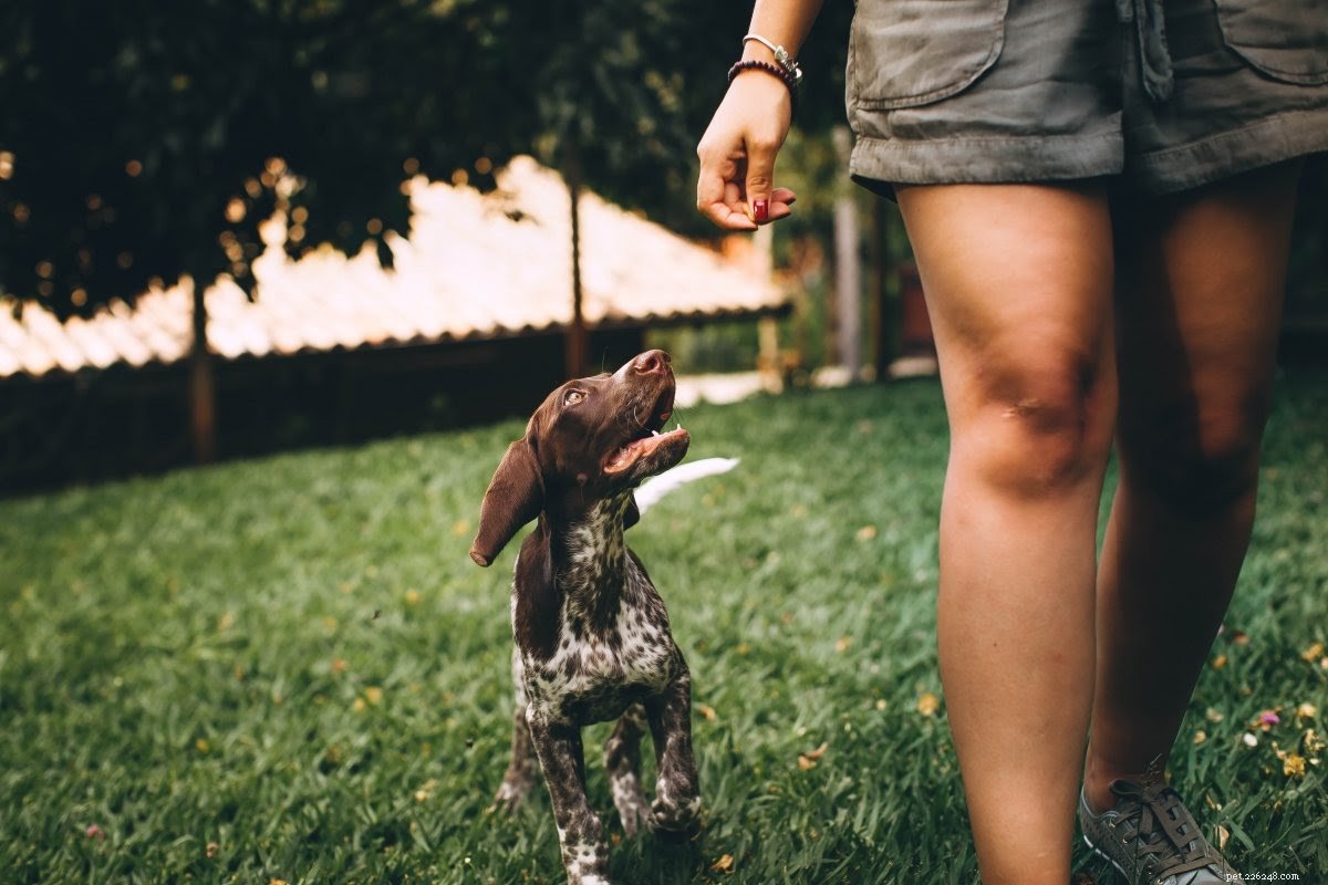 Ultimate Guide to Safe Hiking with Your Dog
