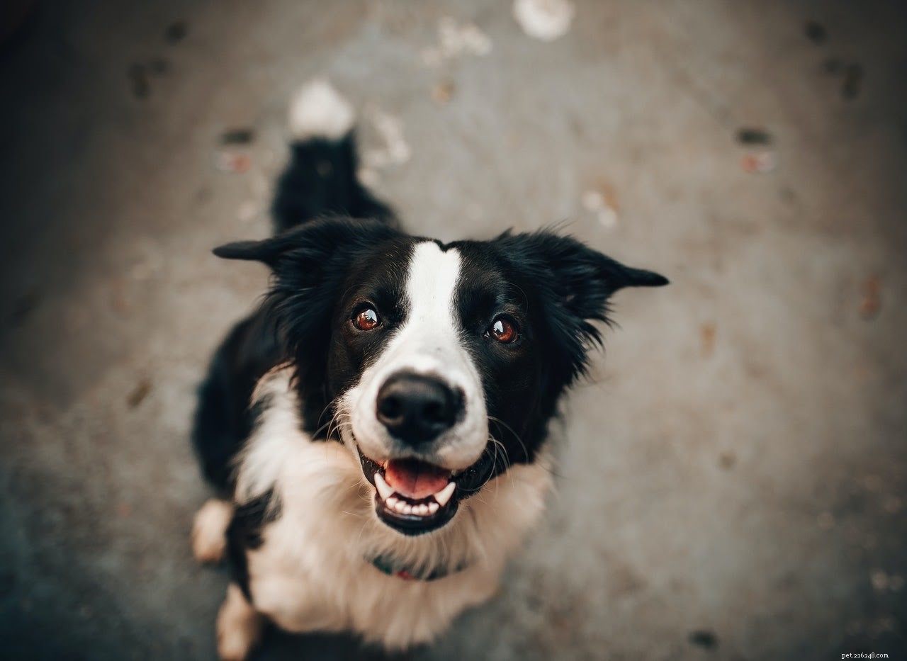 Choosing the Perfect Name for Your New Dog: A Guide