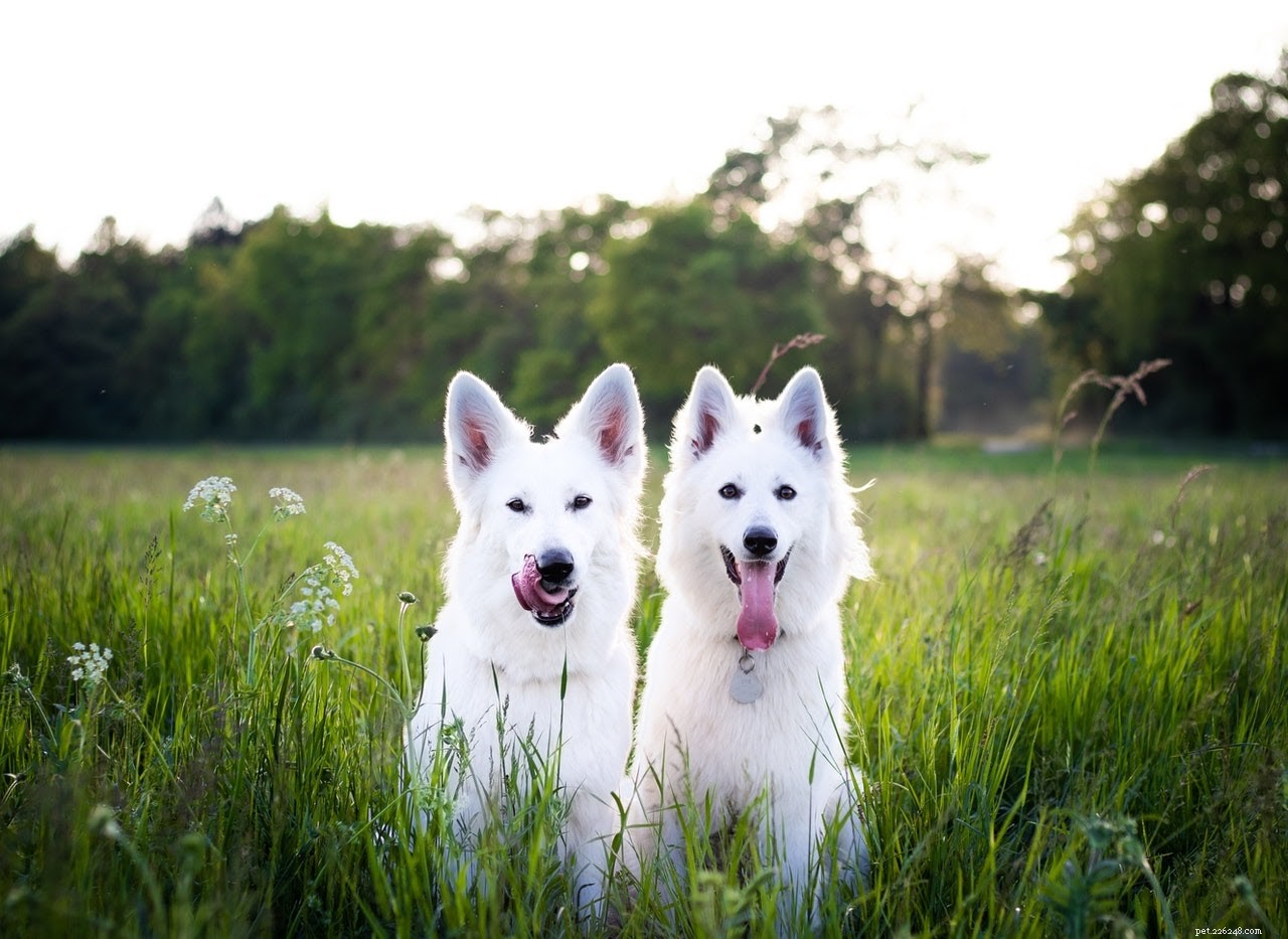 Choosing the Perfect Name for Your New Dog: A Guide