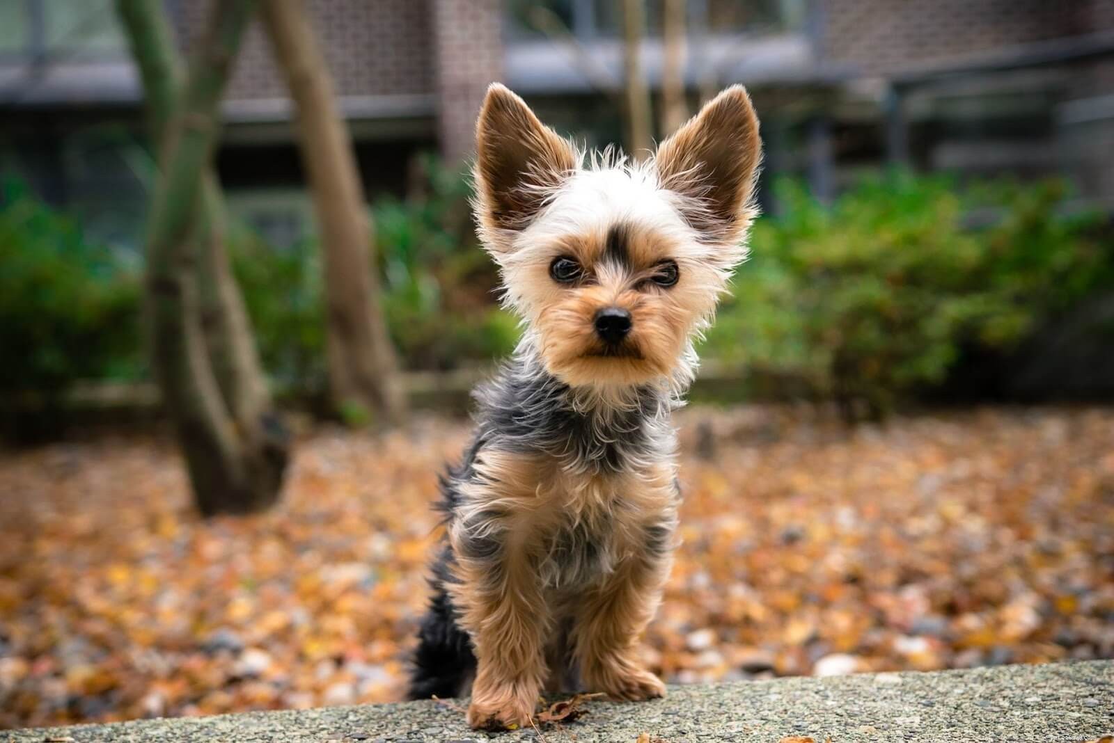 Top Allergy-Friendly Dog Breeds for Sensitive Homeowners