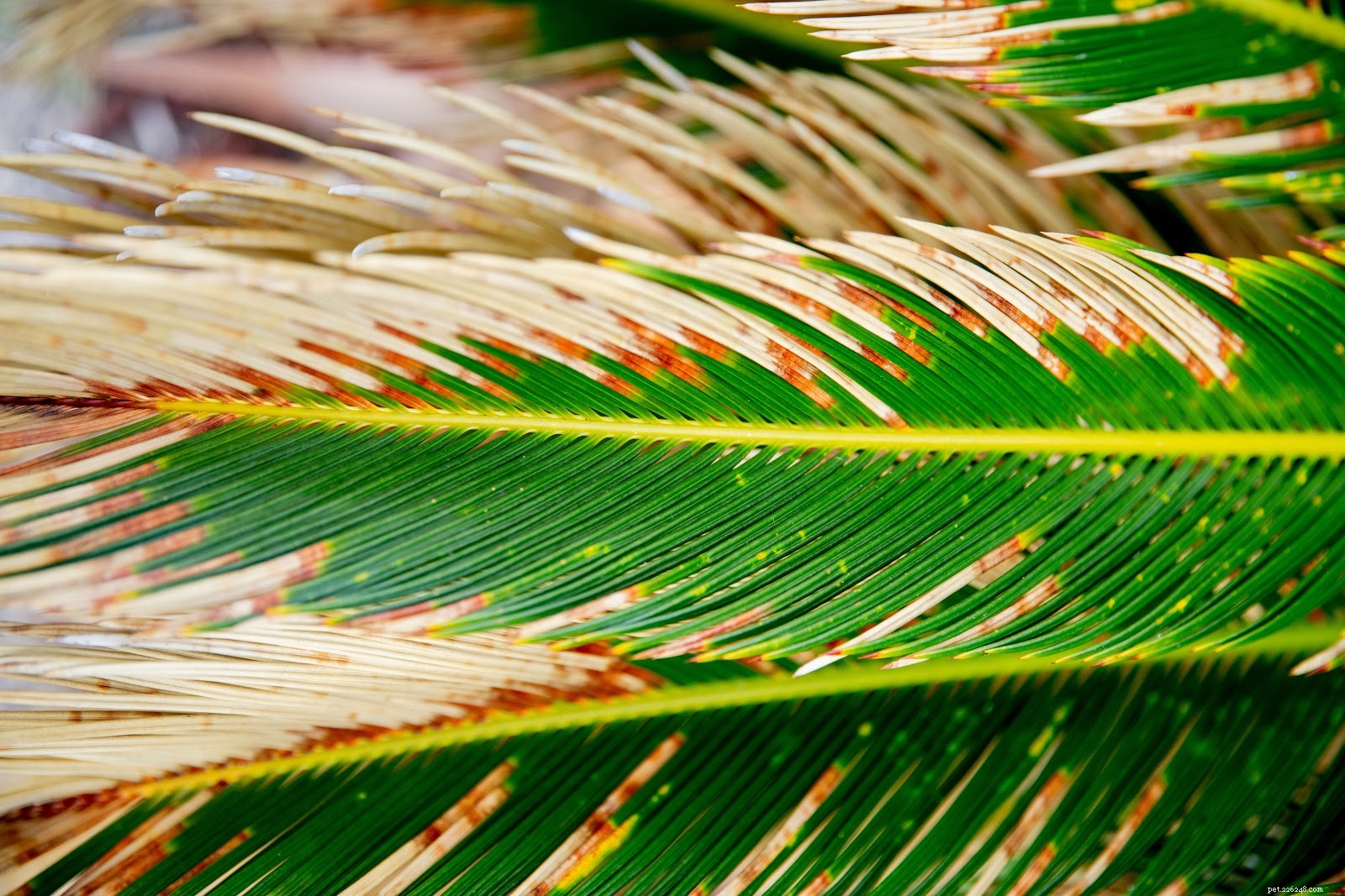 Top Houseplants That Can Harm Your Dog – Keep Them Safe