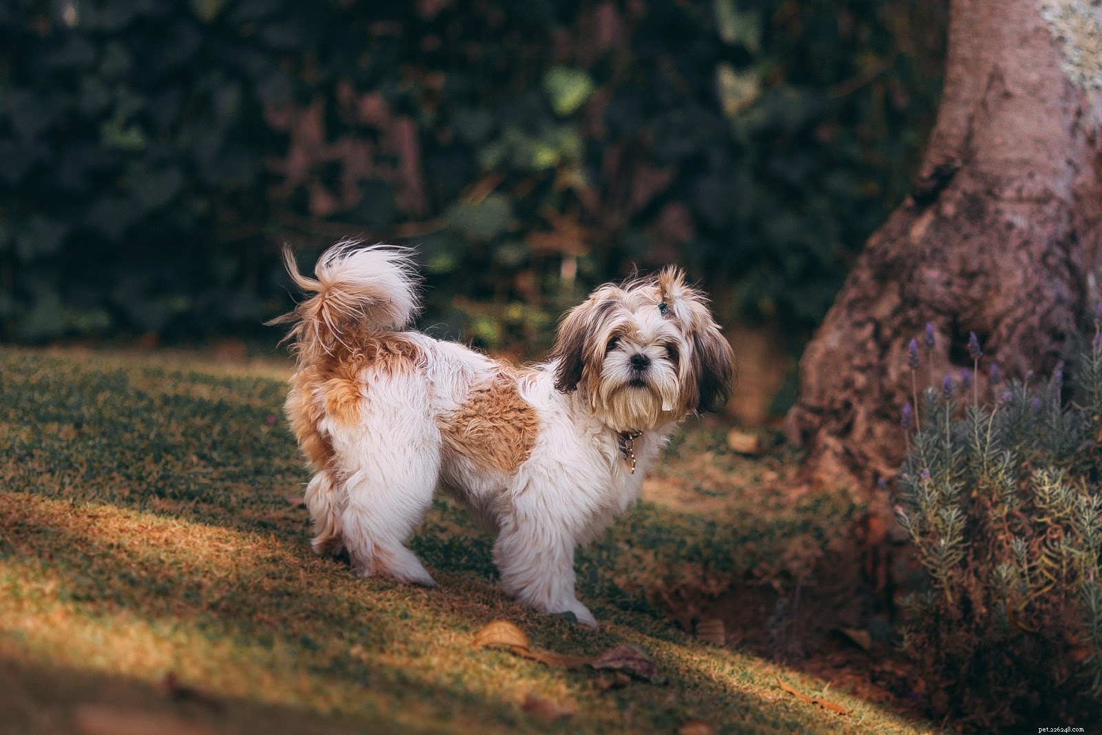 Top Houseplants That Can Harm Your Dog – Keep Them Safe
