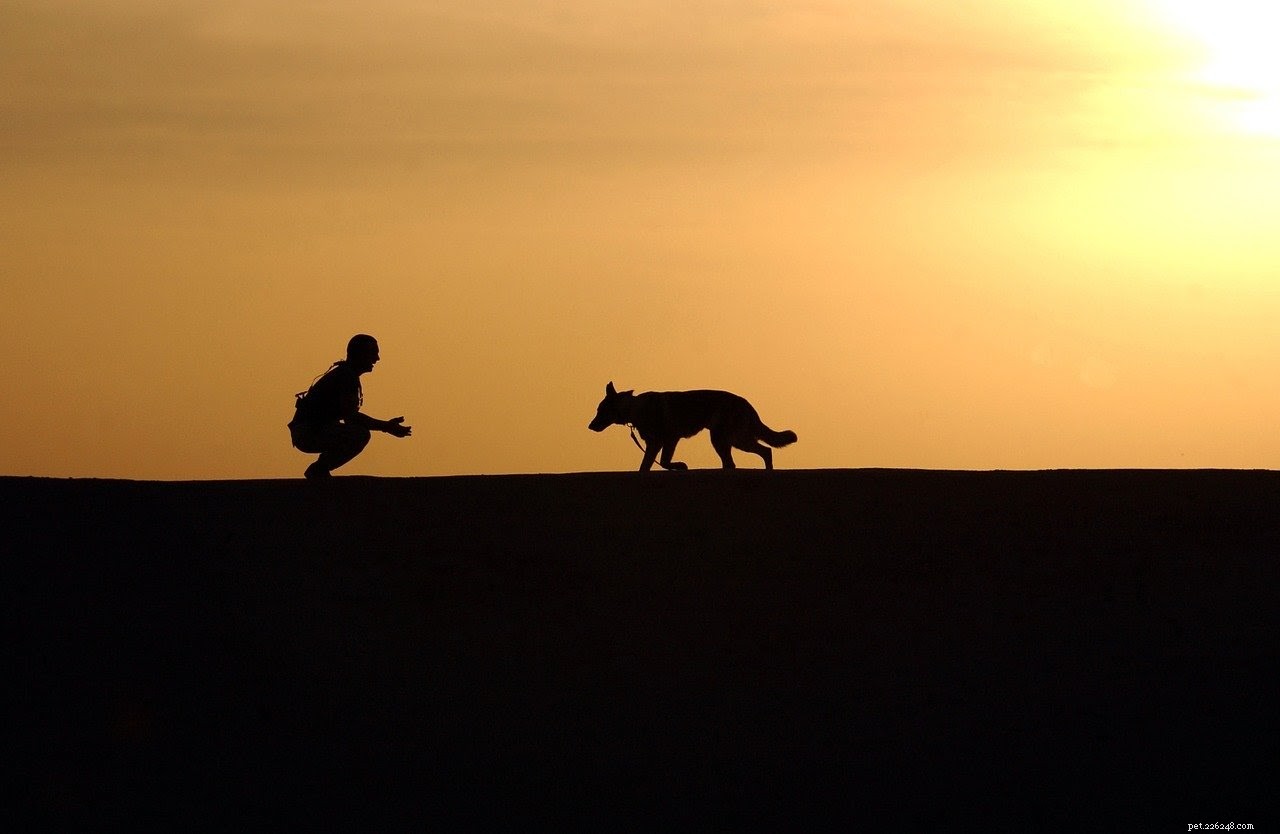 Effective and Safe Pain Relief Strategies for Dogs