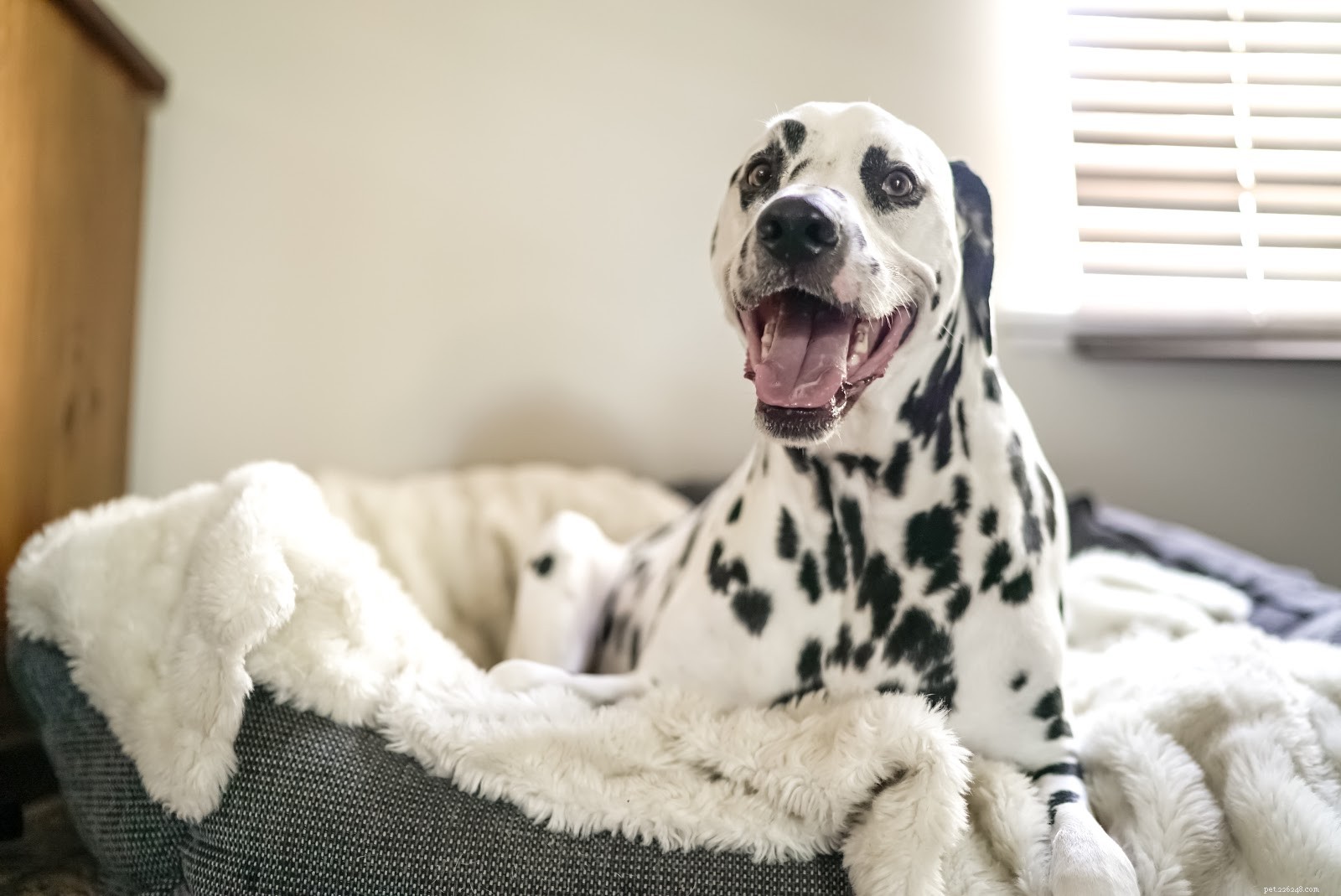 The True Cost of Adopting a Dog: A Comprehensive Breakdown