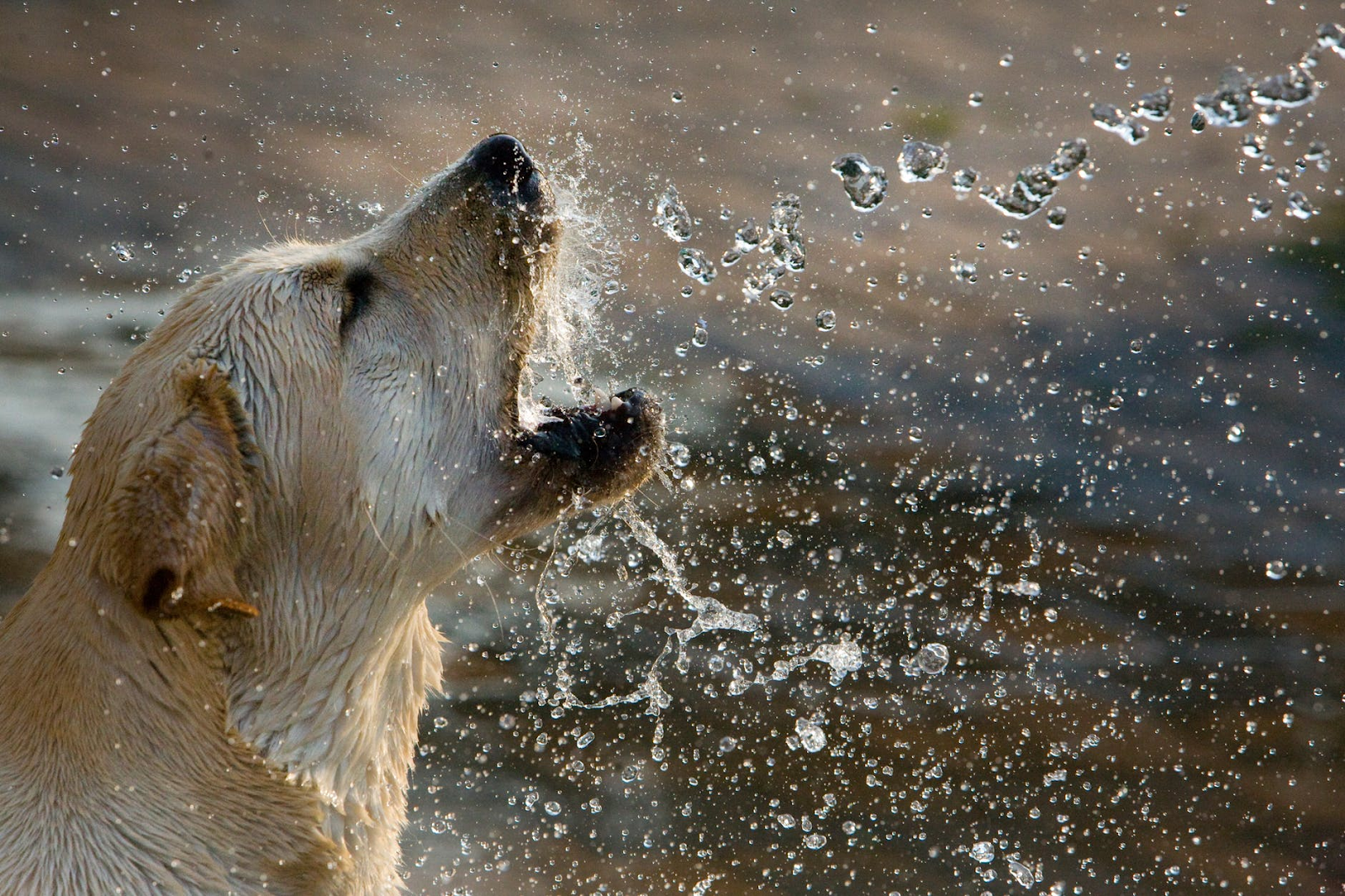 Keep Your Dog Safe This Summer: Expert Tips to Prevent Heatstroke