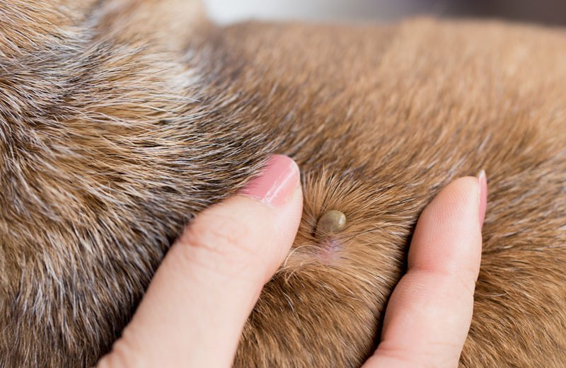 Keep Your Dog Safe This Summer: Expert Tips to Prevent Heatstroke