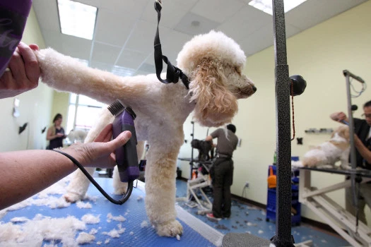 Keep Your Dog Safe This Summer: Expert Tips to Prevent Heatstroke