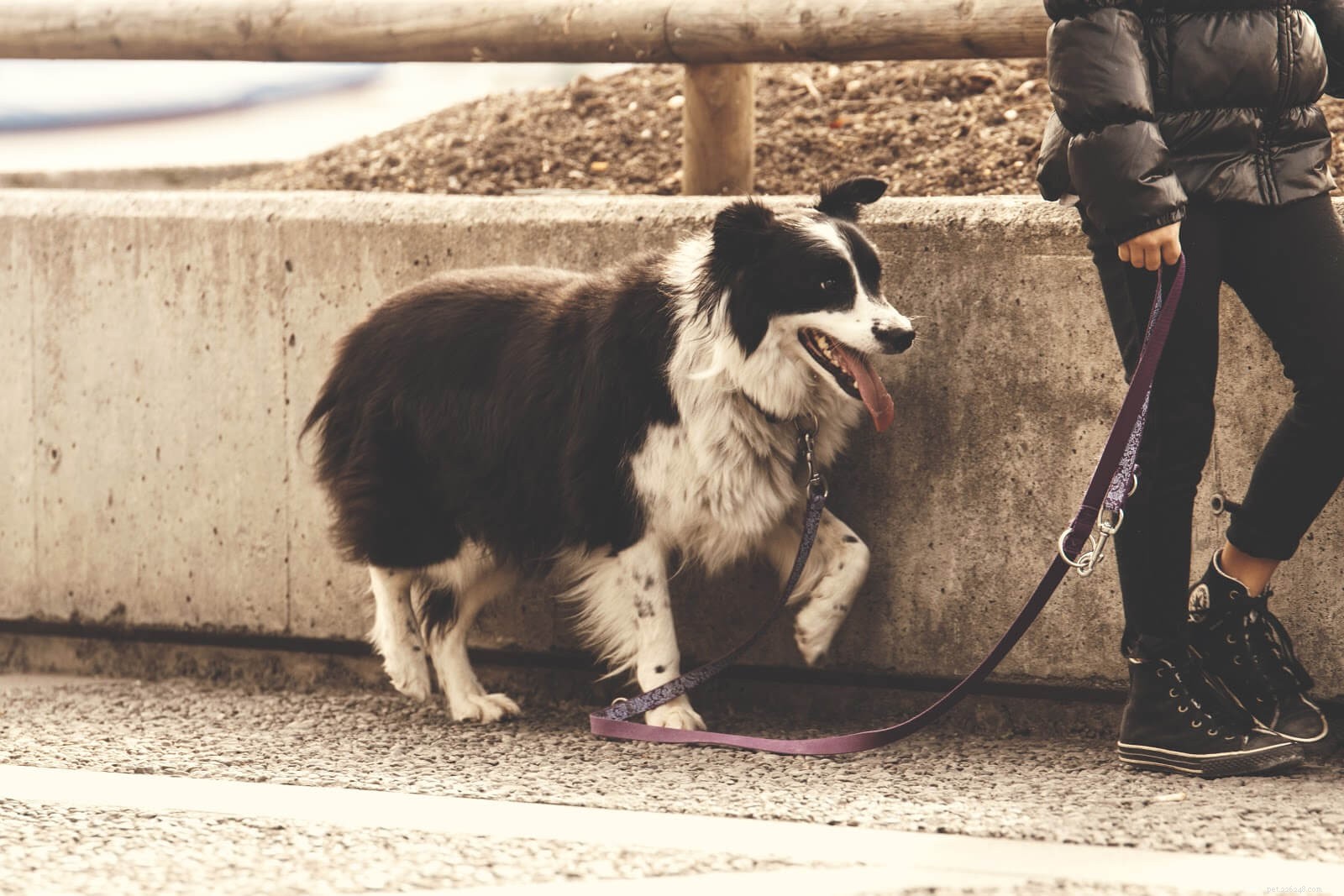 Should You Adopt a Dog? Key Factors to Consider