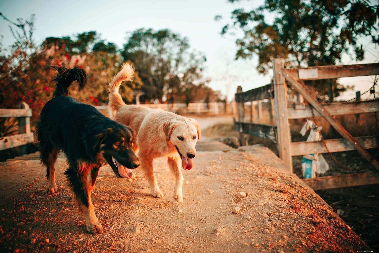 Should You Adopt a Dog? Key Factors to Consider