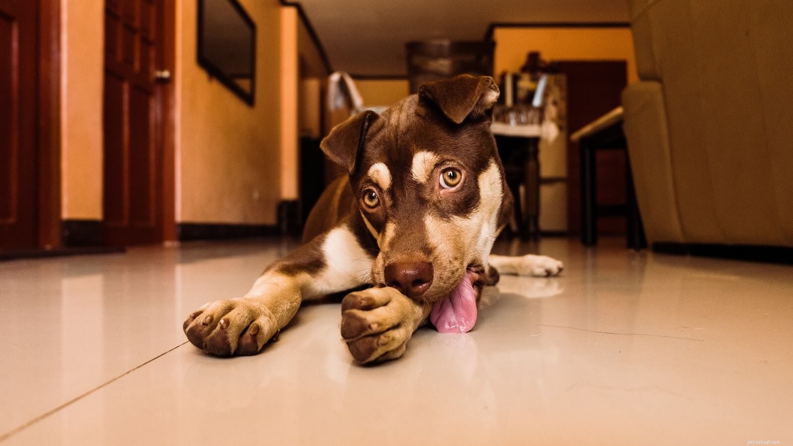 Safe Home Care: Clean and Protect Your Dog’s Wound from Licking