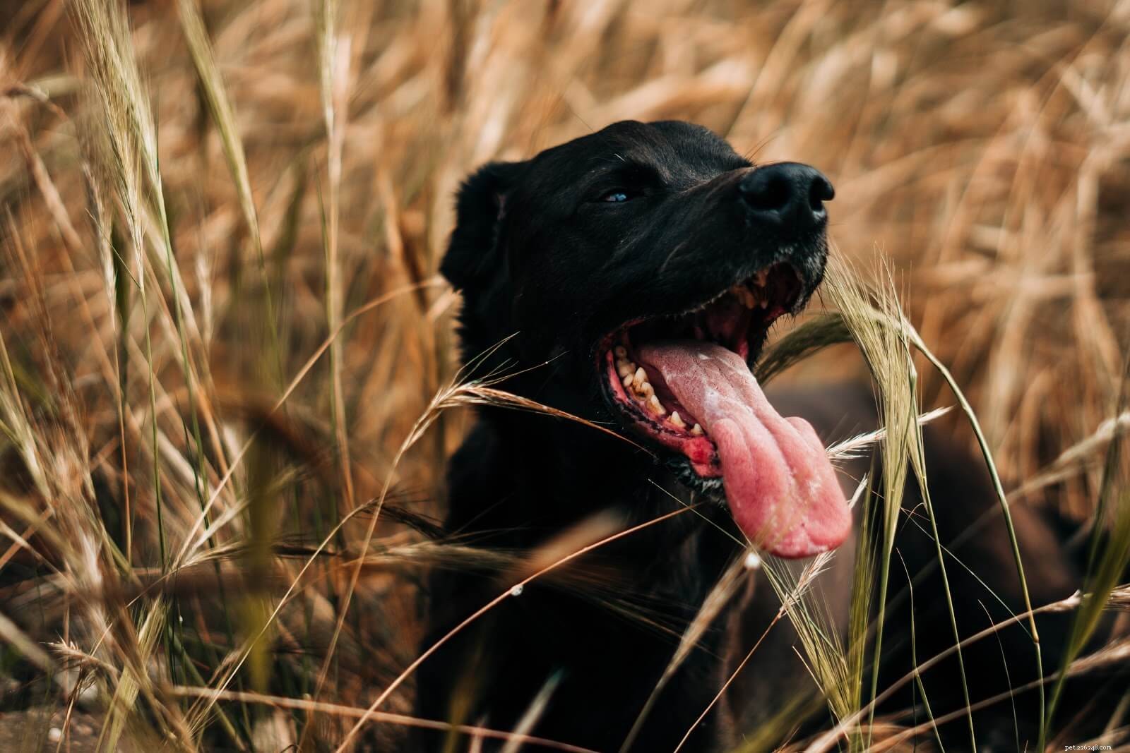 Safe Home Care: Clean and Protect Your Dog’s Wound from Licking