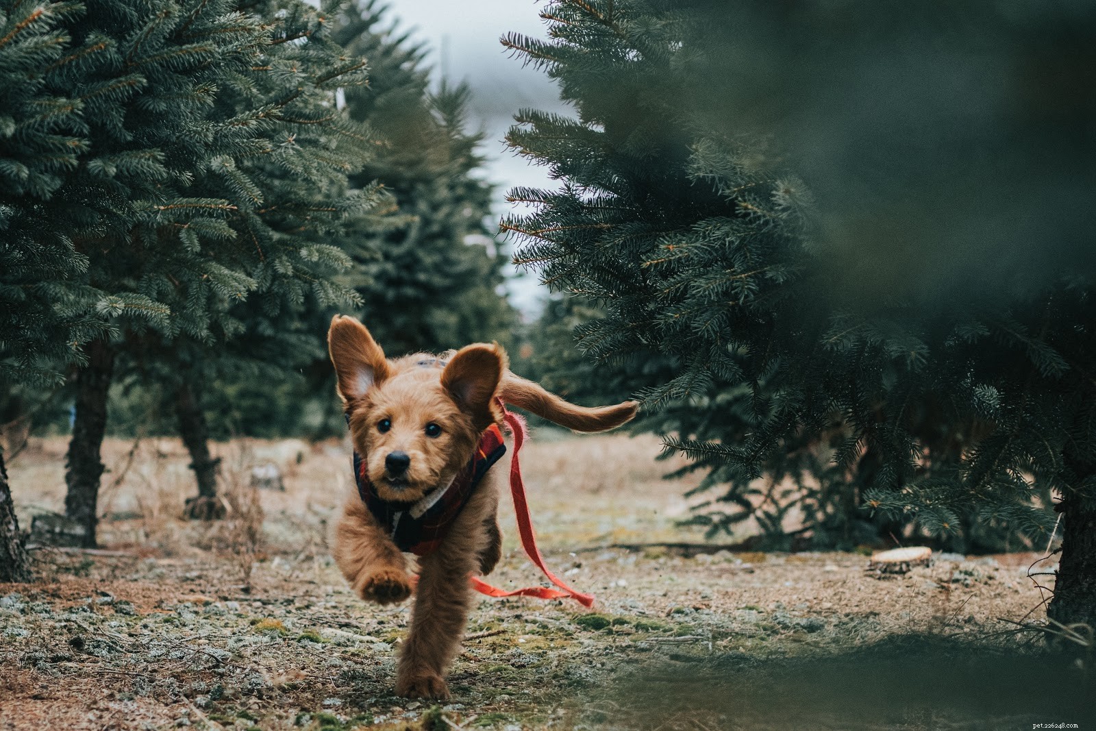 Why Dogs Lick Their Wounds—and How to Keep Them Safe