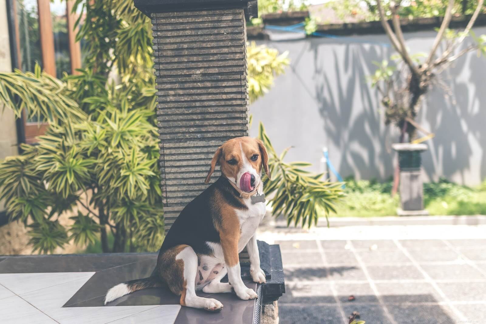Why Dogs Lick Their Wounds—and How to Keep Them Safe