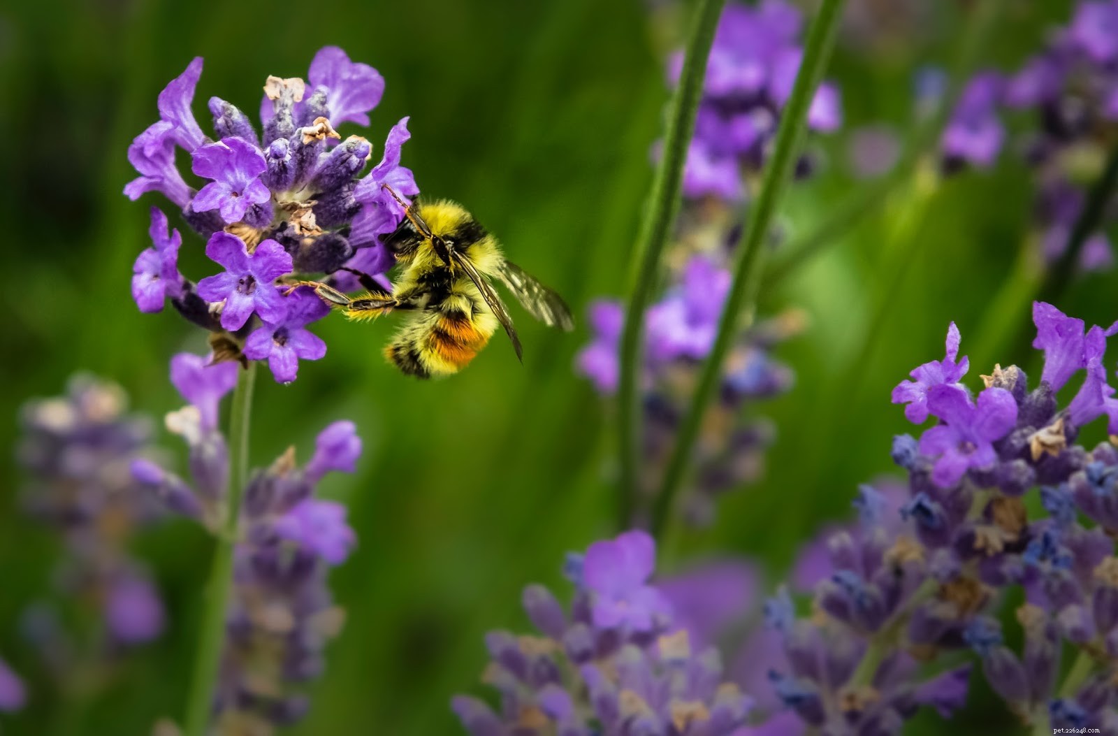 How to Handle a Bee Sting on Your Dog: Immediate Care & Prevention Tips
