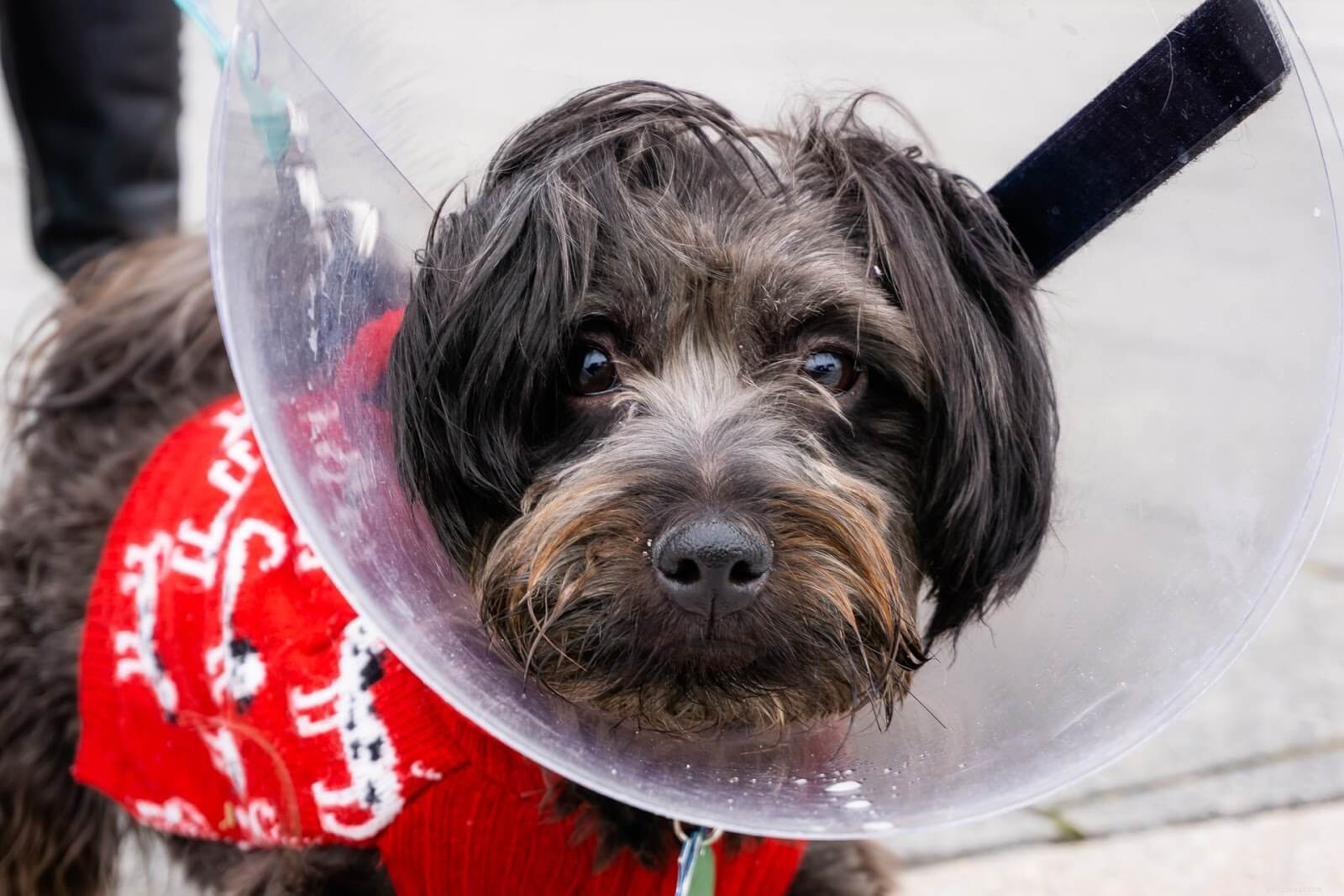 How to Handle a Bee Sting on Your Dog: Immediate Care & Prevention Tips