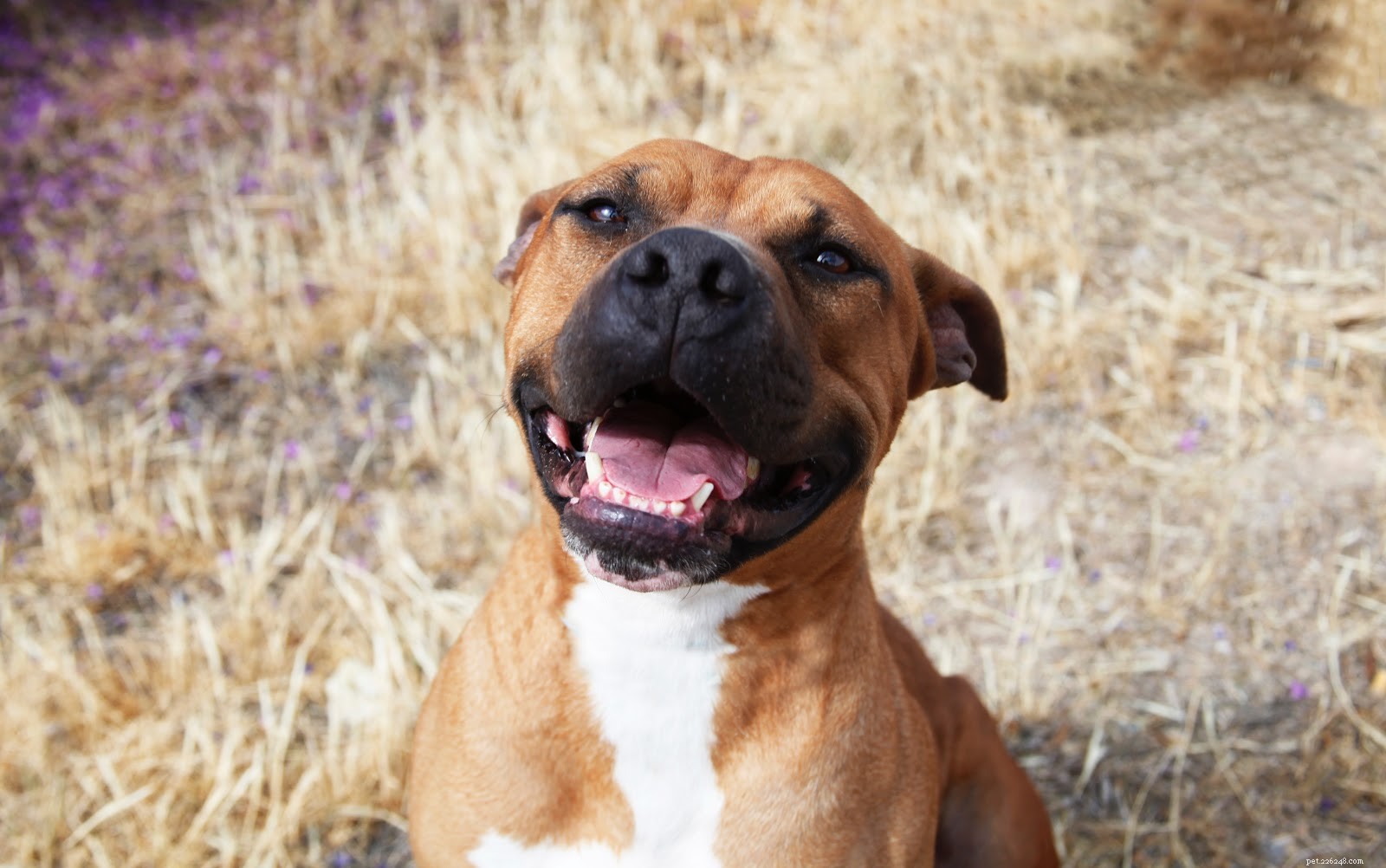 New Study Reveals Varied Pain Sensitivity Across Dog Breeds