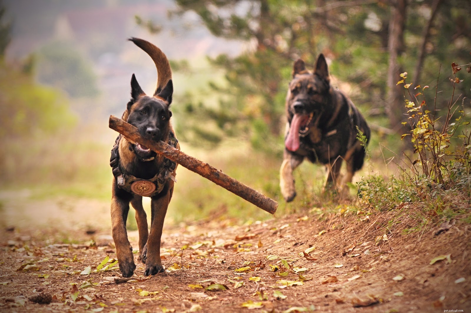 New Study Reveals Varied Pain Sensitivity Across Dog Breeds