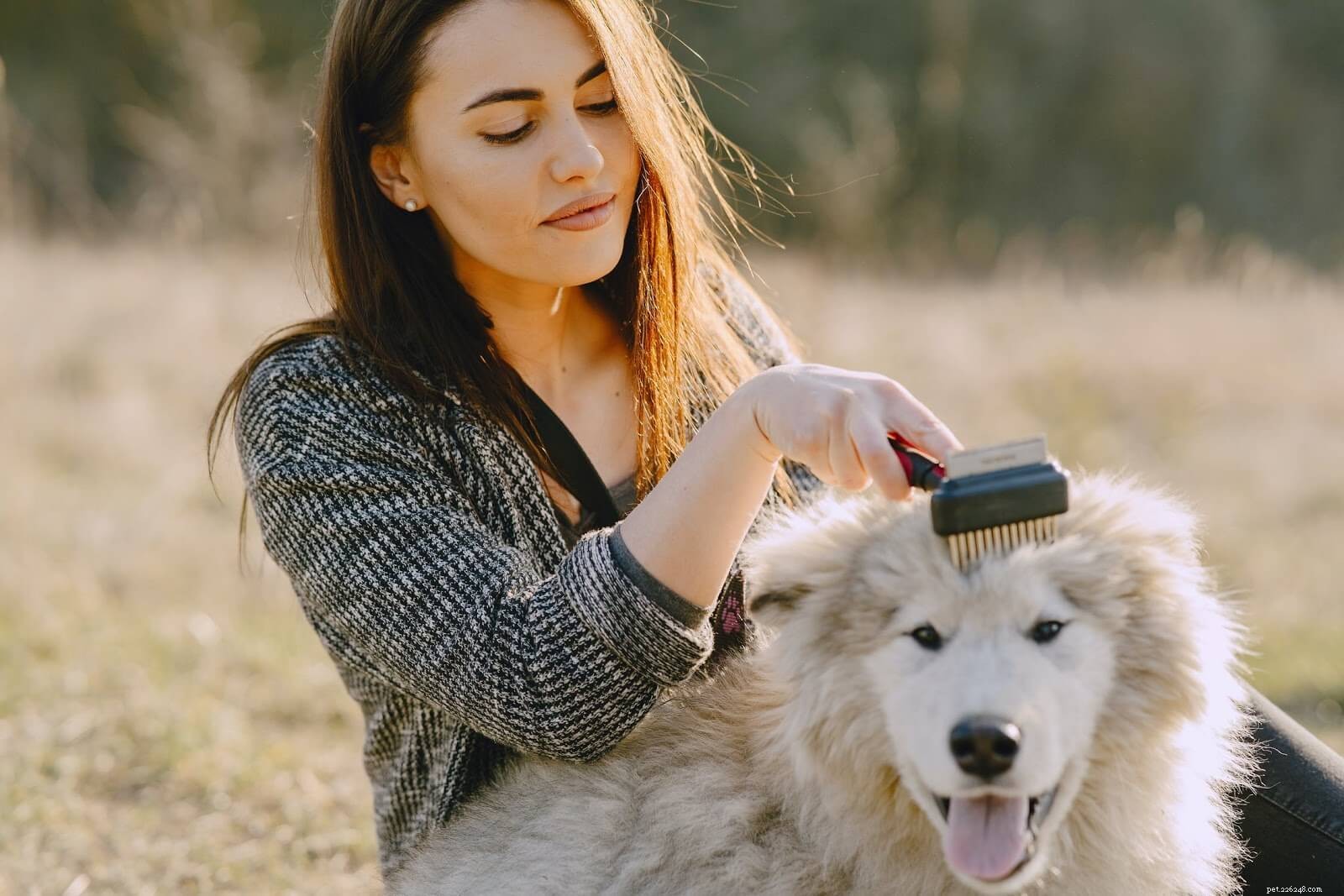DIY Pet Grooming at Home: Easy Steps for Cats, Dogs & Small Pets