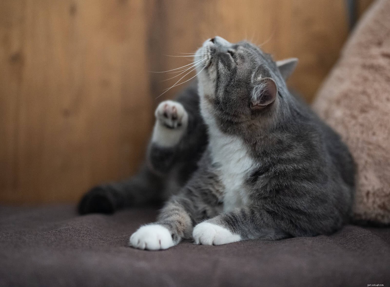 DIY Pet Grooming at Home: Easy Steps for Cats, Dogs & Small Pets