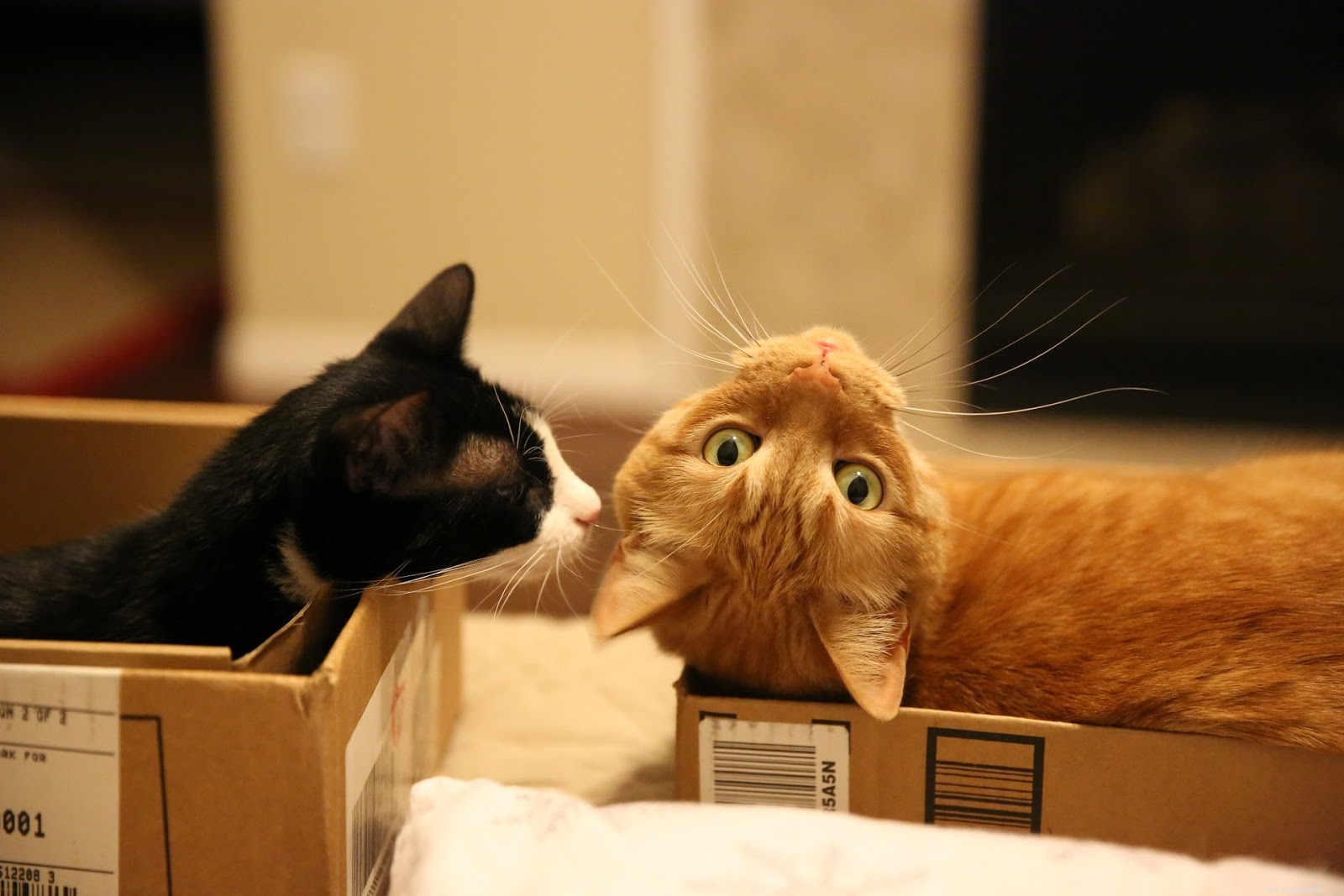 Apartment Cat Care: Expert Tips for Urban Homeowners