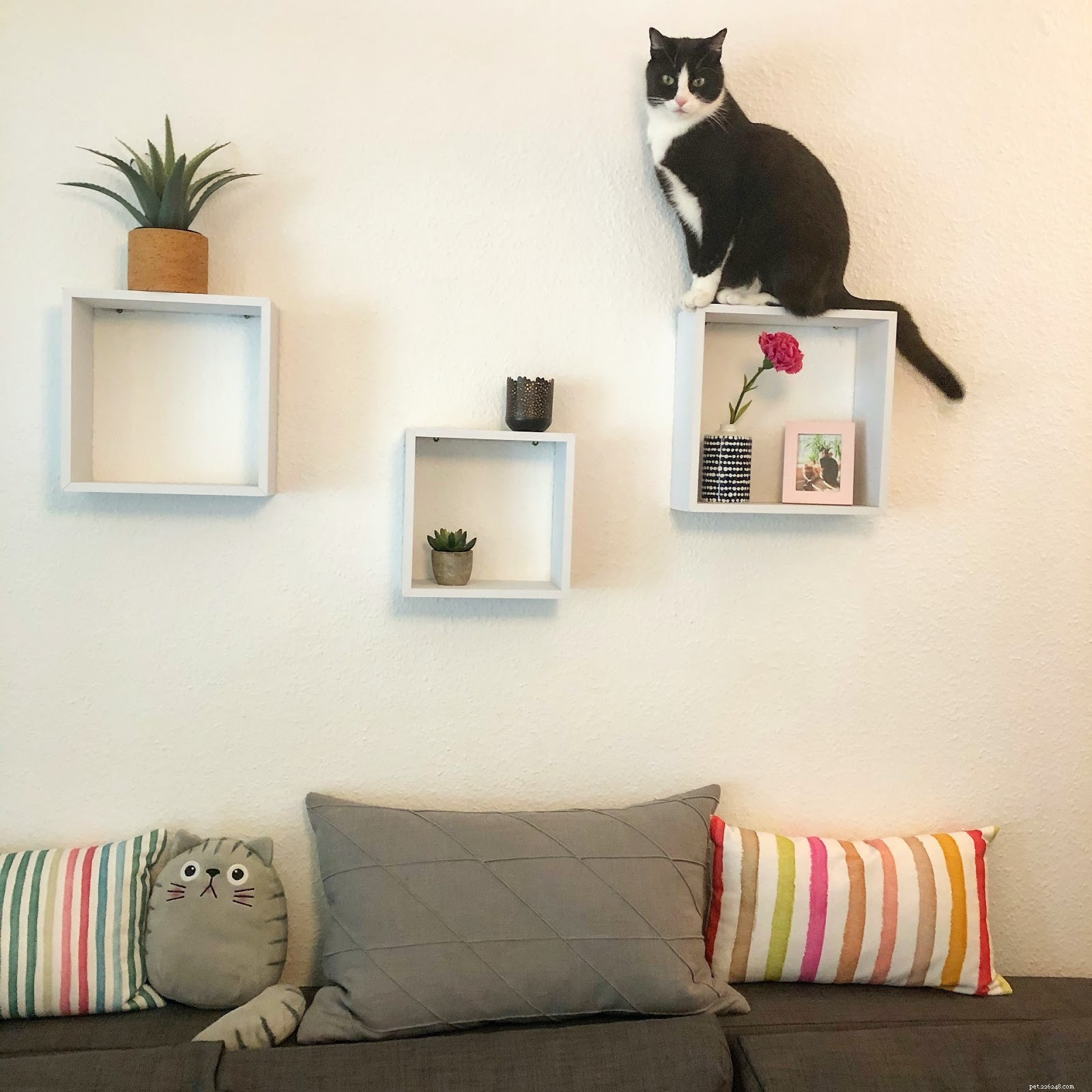 Apartment Cat Care: Expert Tips for Urban Homeowners