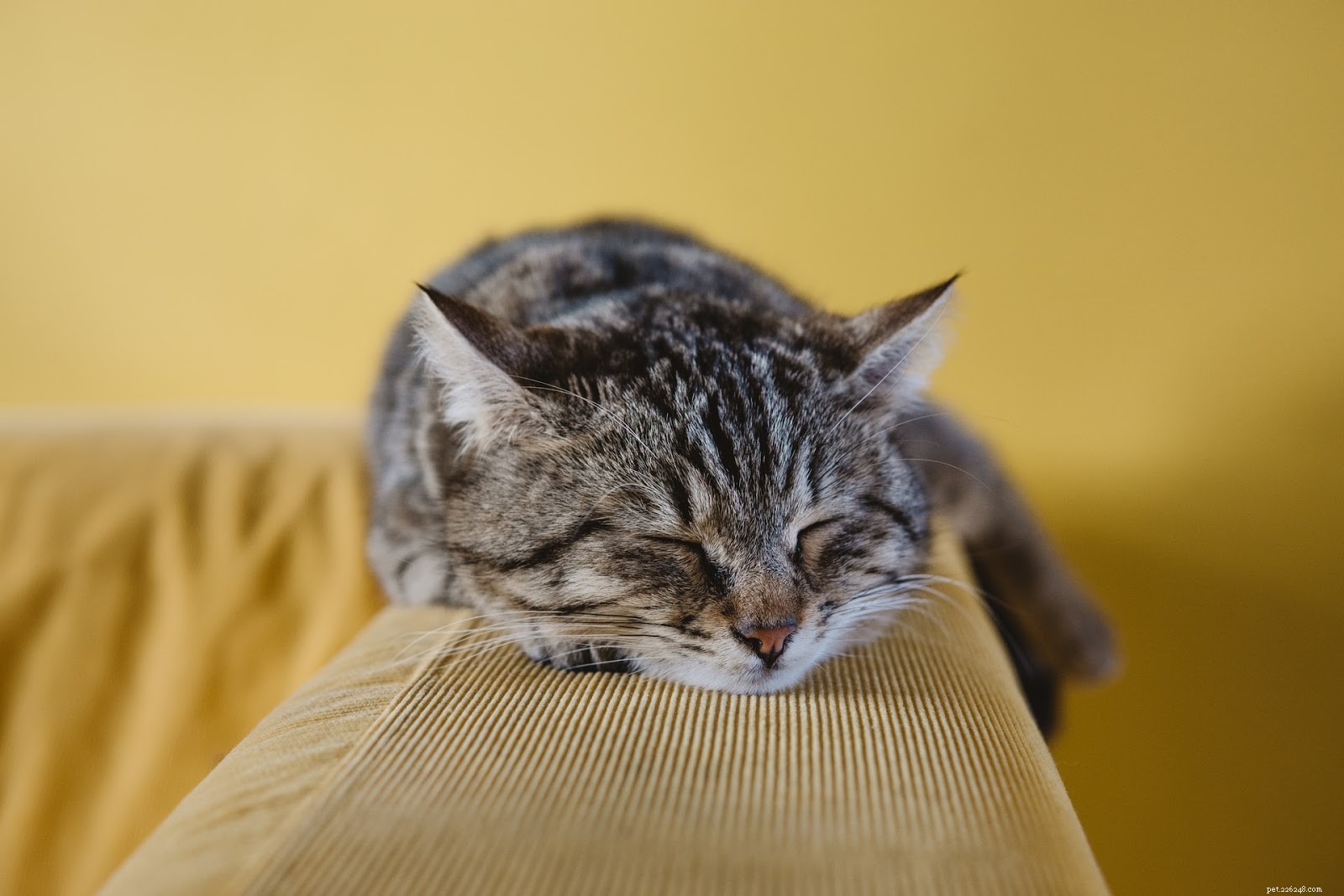Apartment Cat Care: Expert Tips for Urban Homeowners