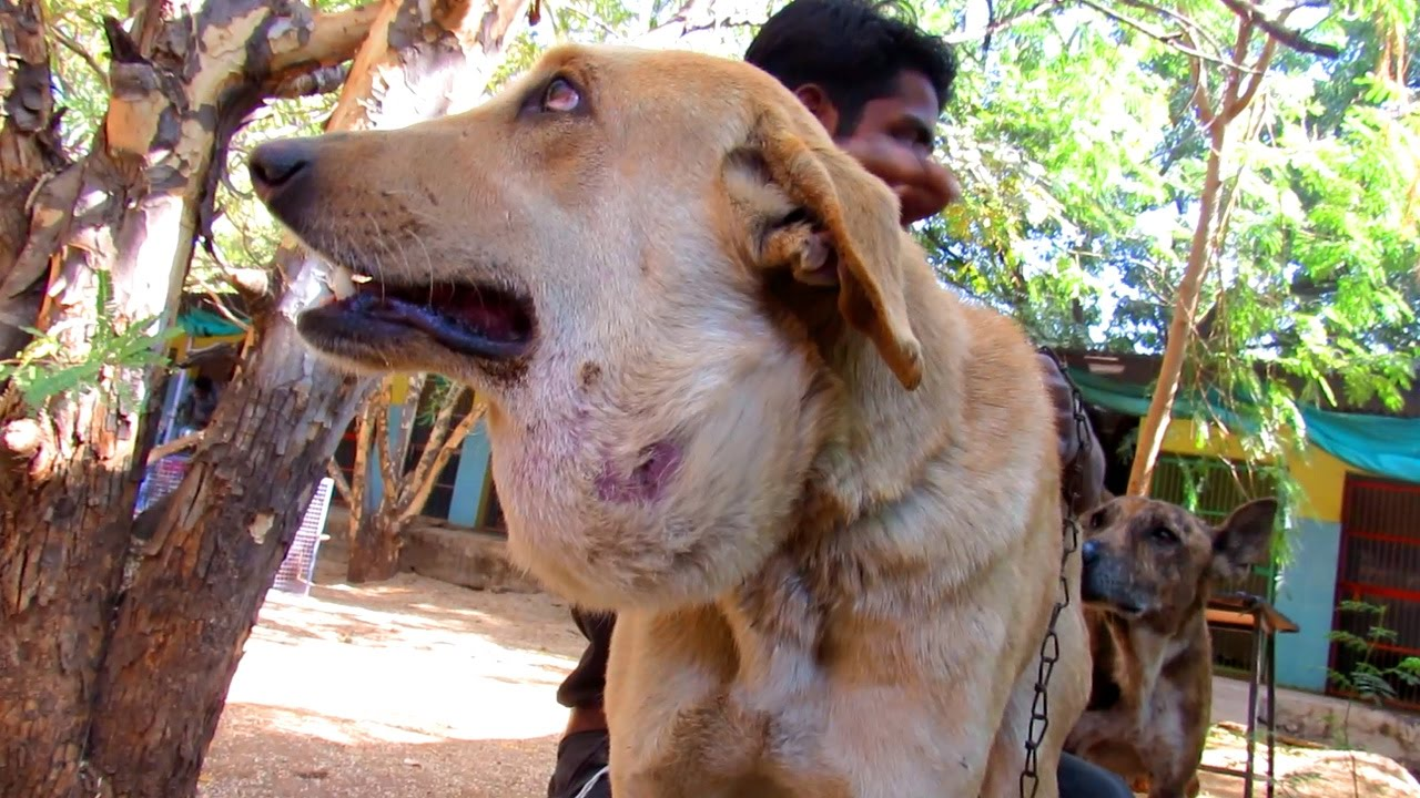 How to Spot an Infected Dog Wound: Key Symptoms Every Owner Should Know
