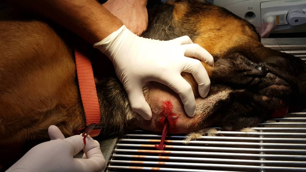 How to Spot an Infected Dog Wound: Key Symptoms Every Owner Should Know