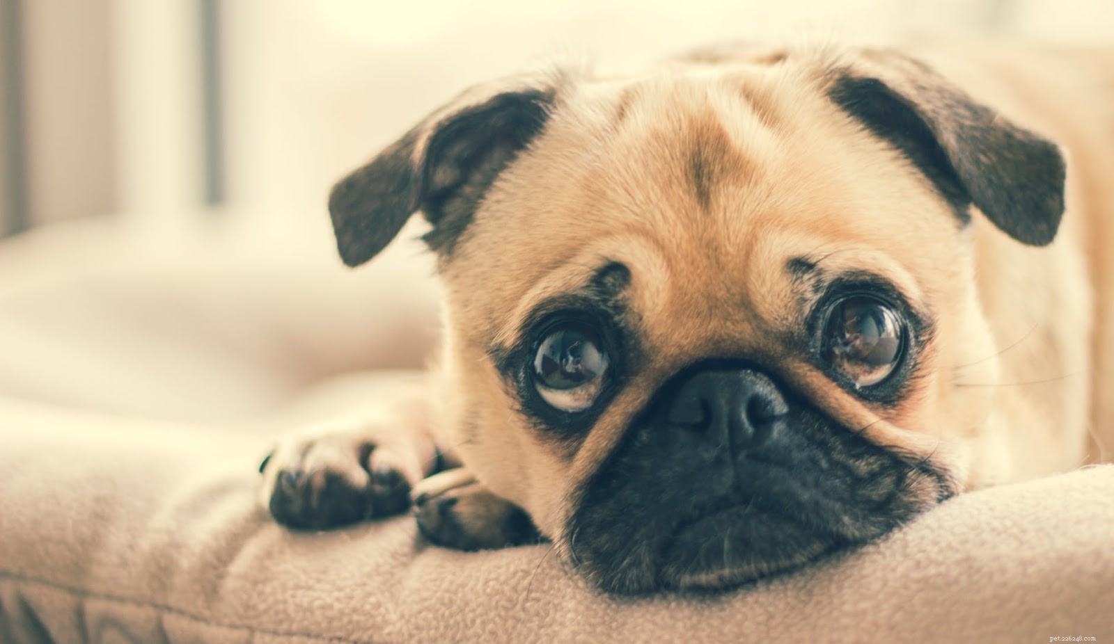Detect & Treat Dog Fungal Infections: Yeast & Ringworm Explained
