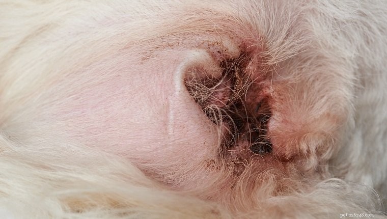 Detect & Treat Dog Fungal Infections: Yeast & Ringworm Explained
