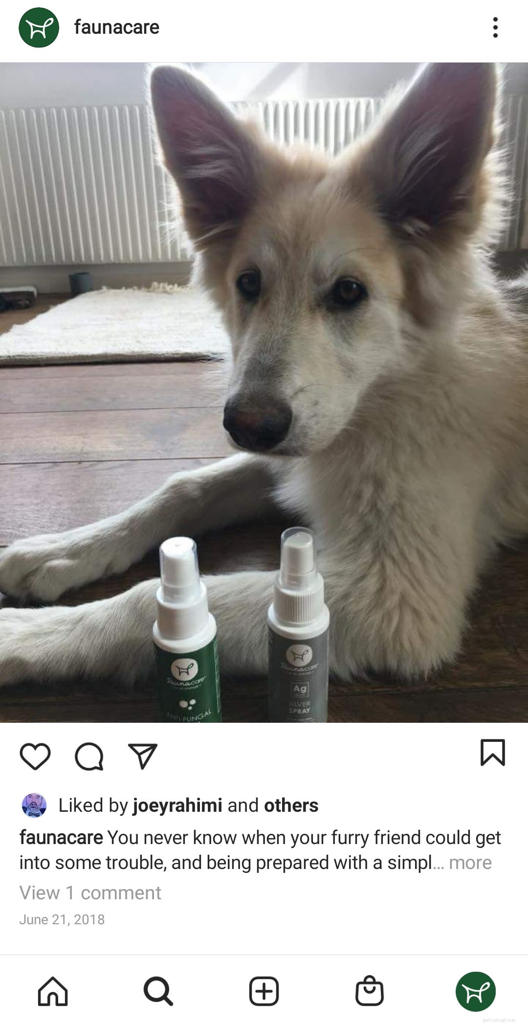 Detect & Treat Dog Fungal Infections: Yeast & Ringworm Explained