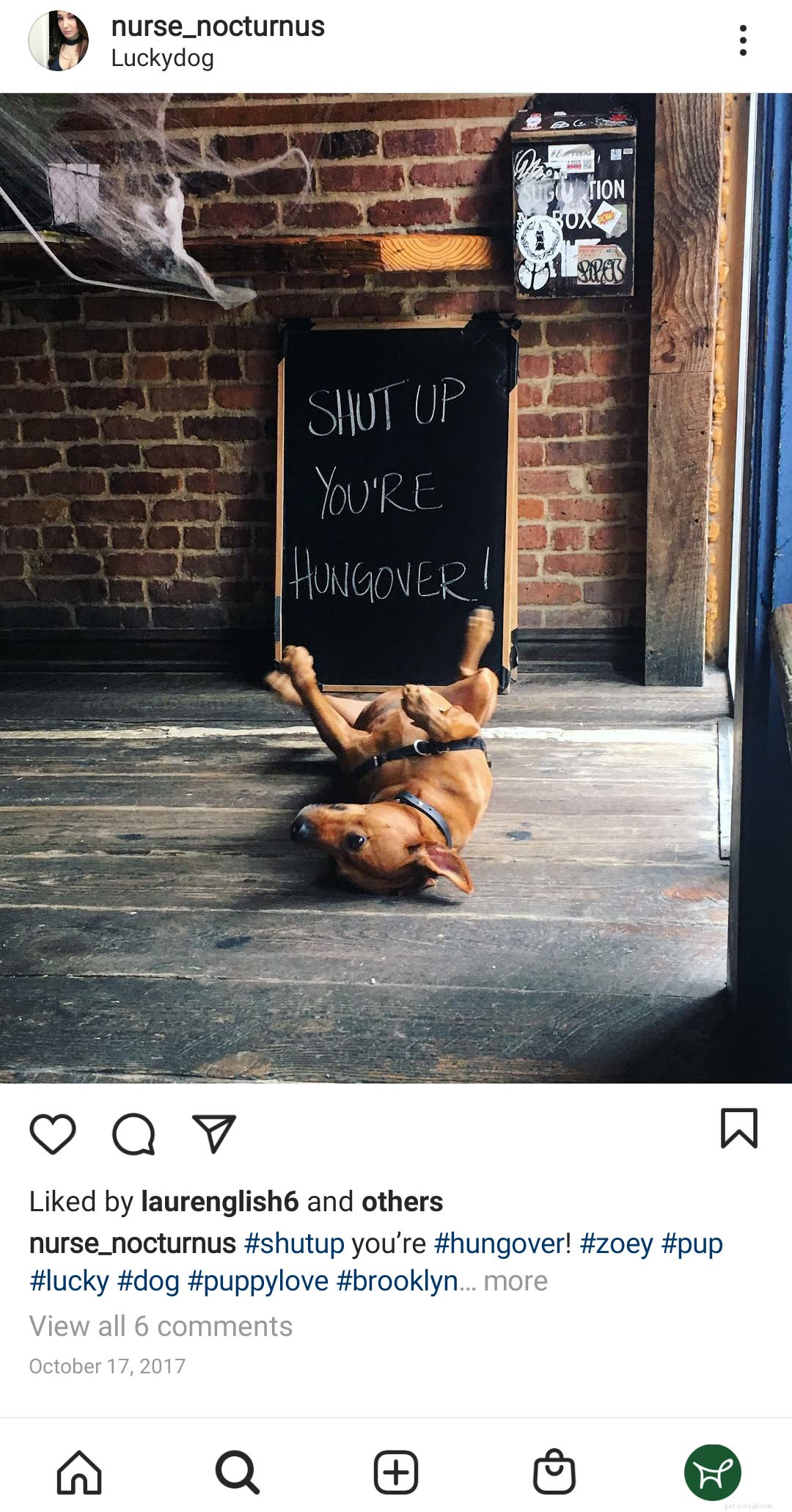 Explore Brooklyn’s Top Pet-Friendly Restaurants: A Comprehensive Guide