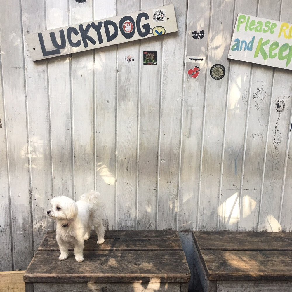 Explore Brooklyn’s Top Pet-Friendly Restaurants: A Comprehensive Guide
