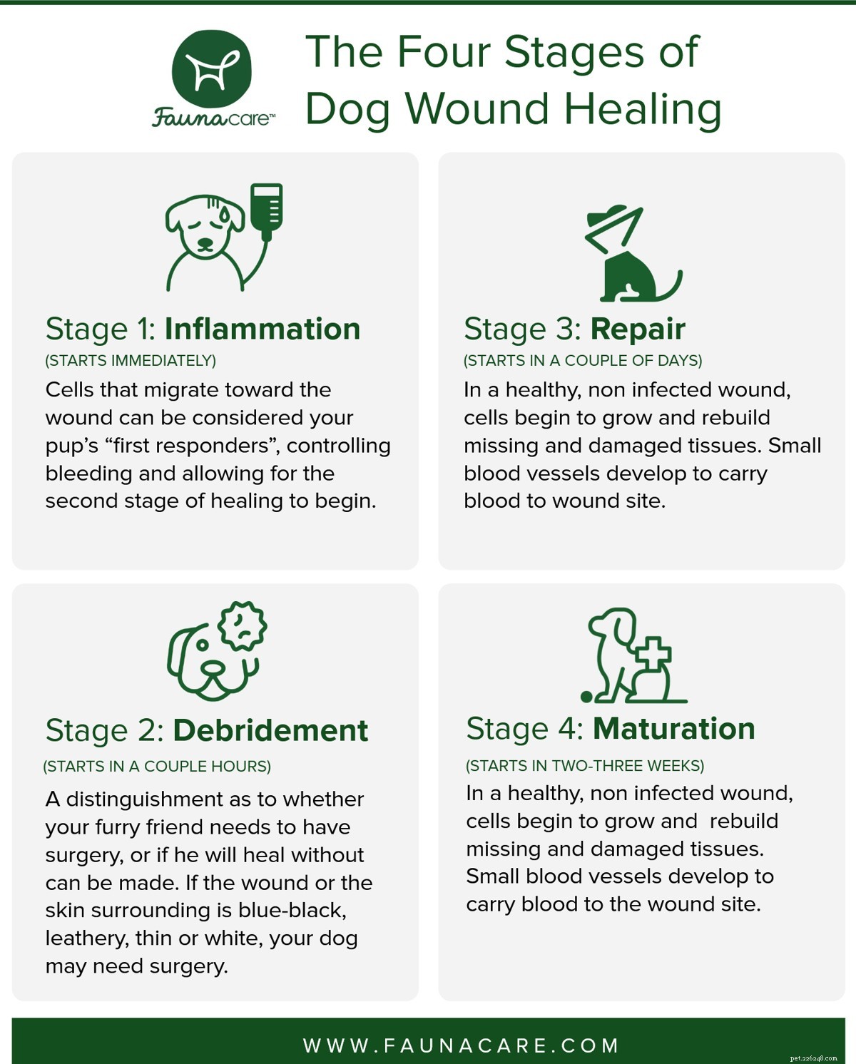 The Four Stages of Dog Wound Healing: A Comprehensive Guide
