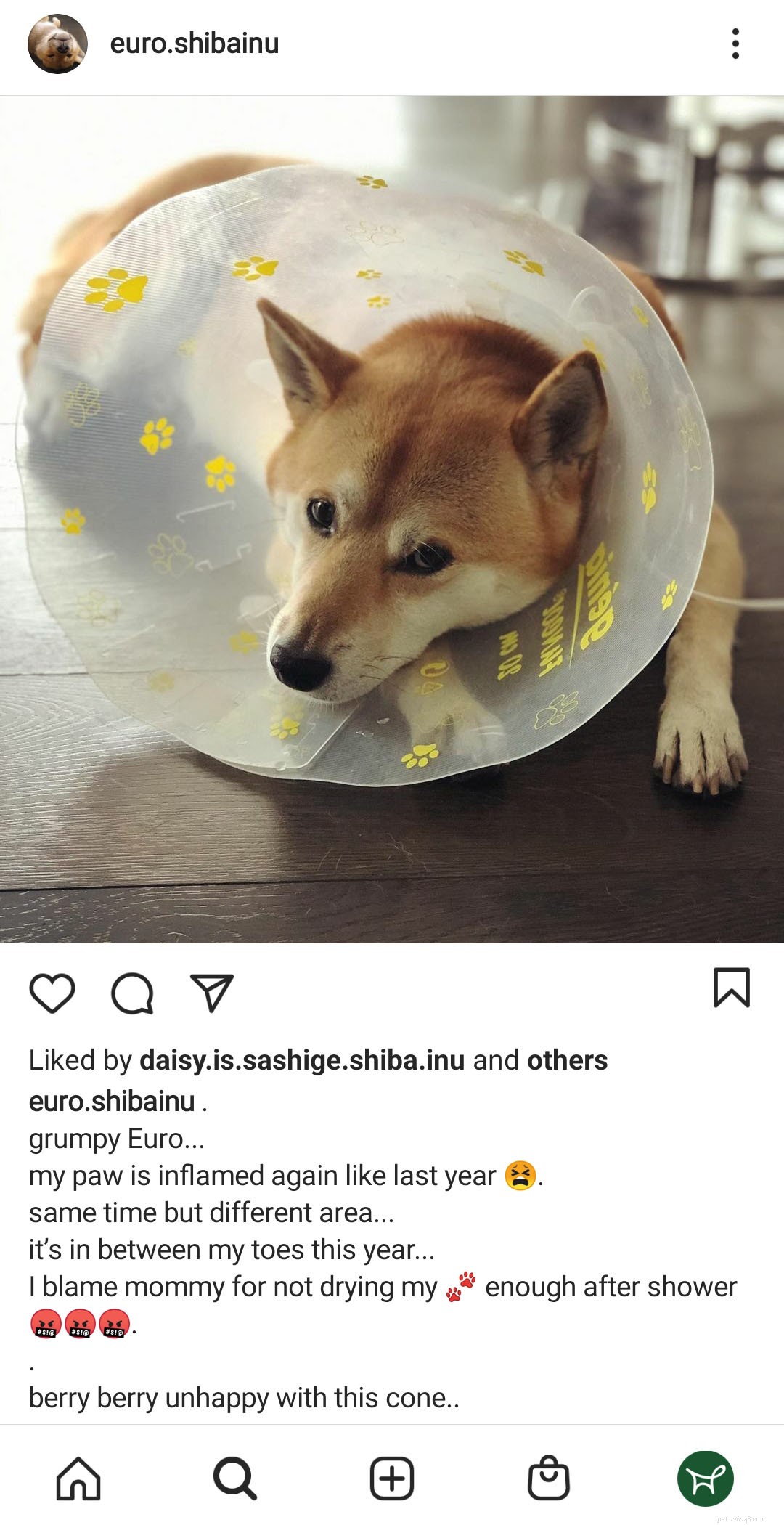 The Four Stages of Dog Wound Healing: A Comprehensive Guide
